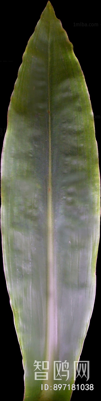 Plant Leaves