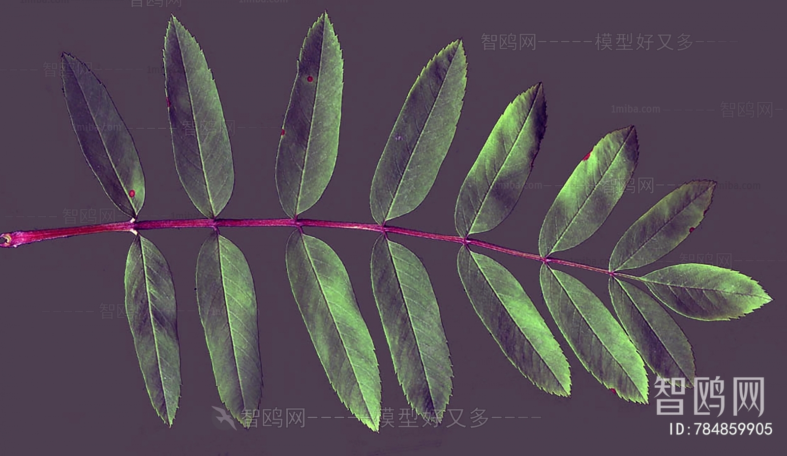 Plant Leaves