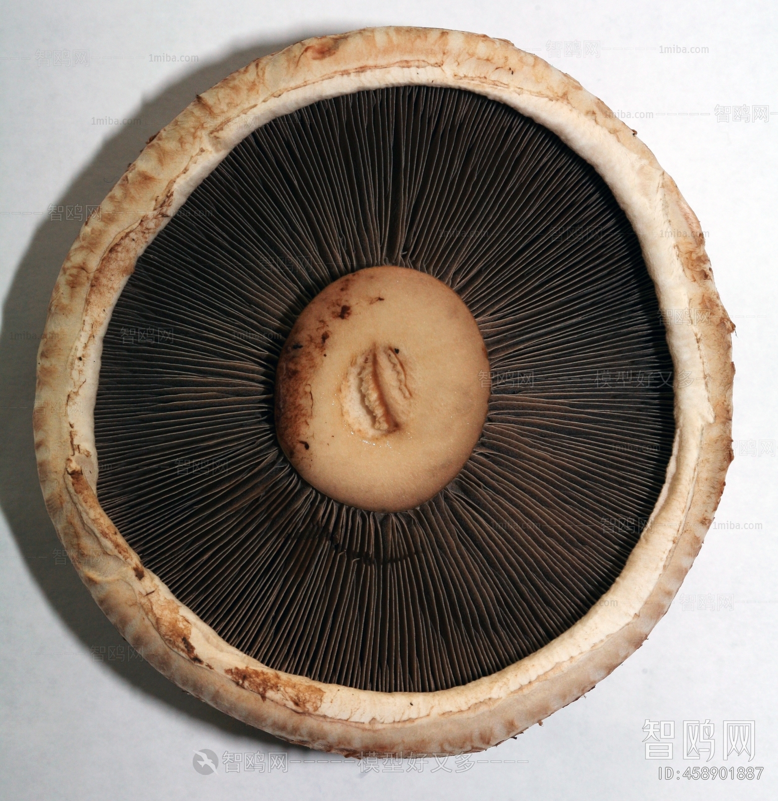 食物蘑菇