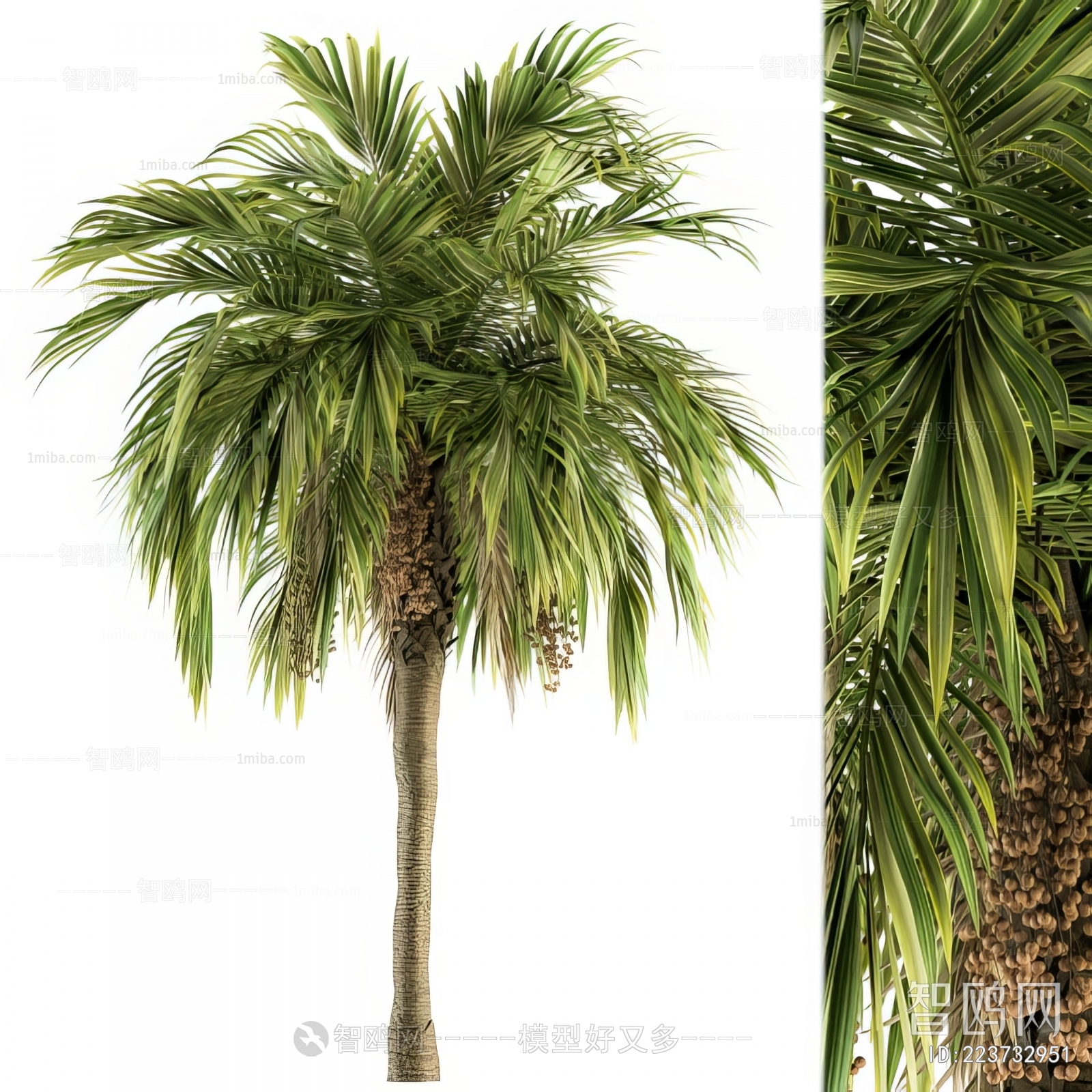 现代绿色棕榈树