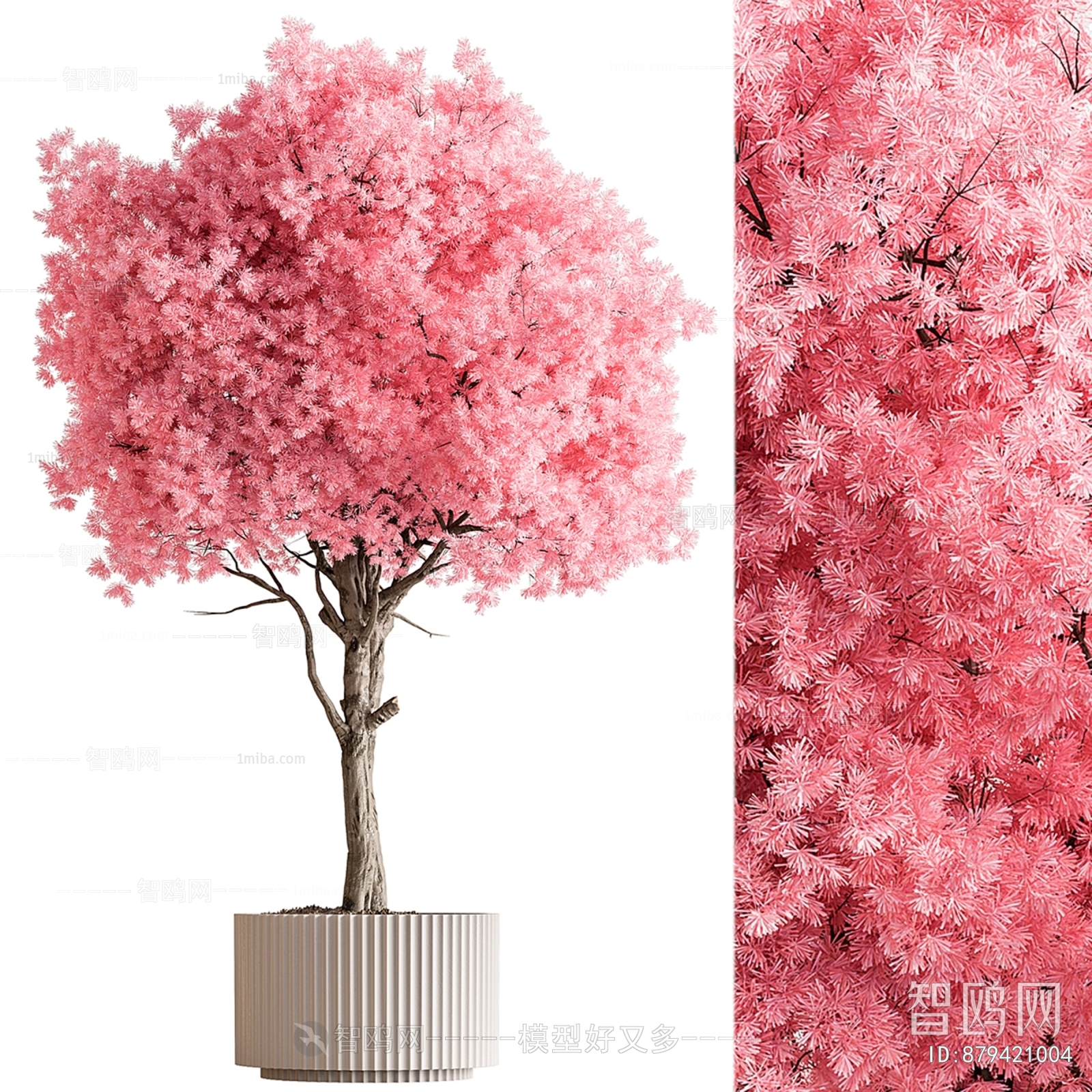 现代粉红树