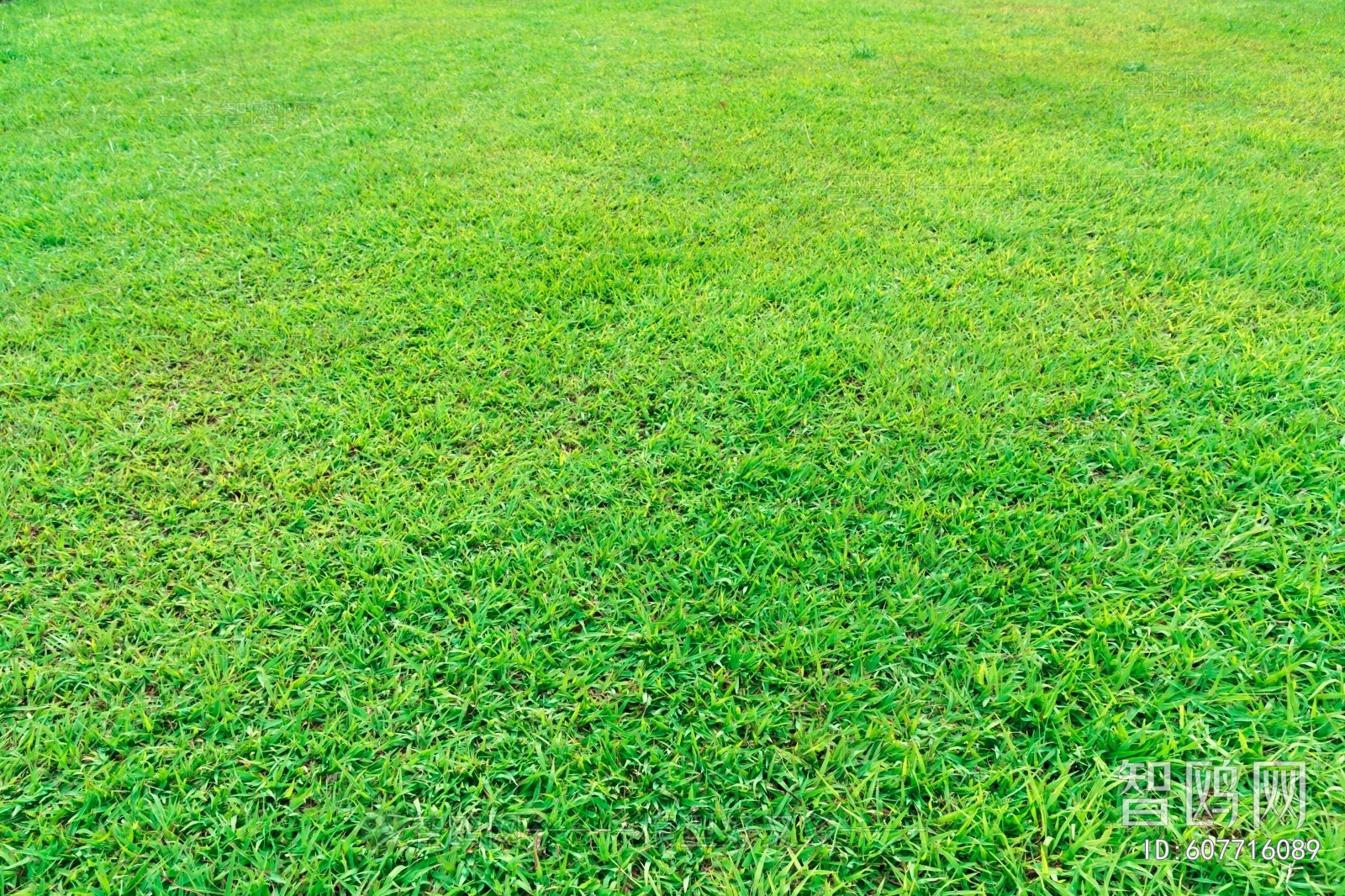 草皮地面草坪