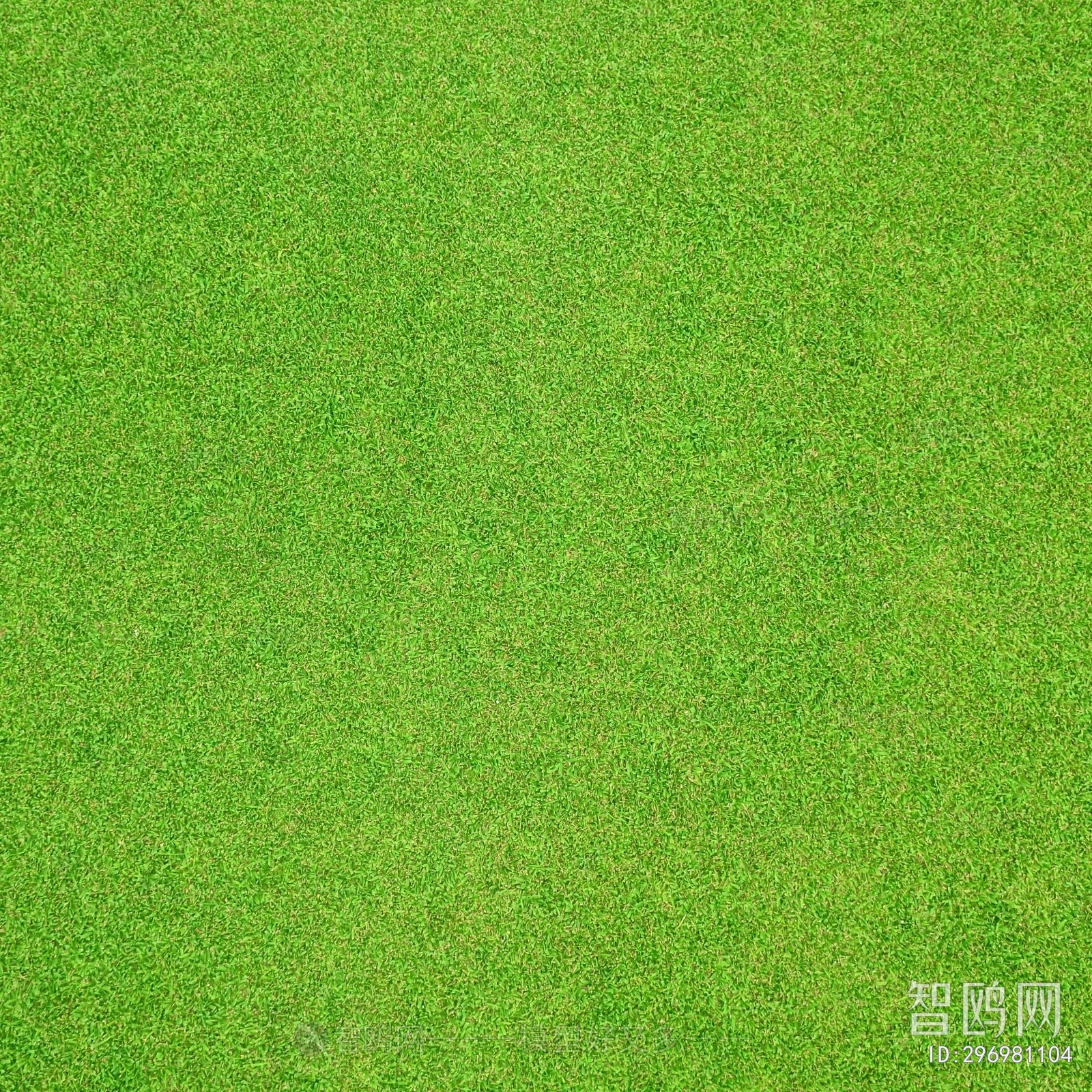 Grass