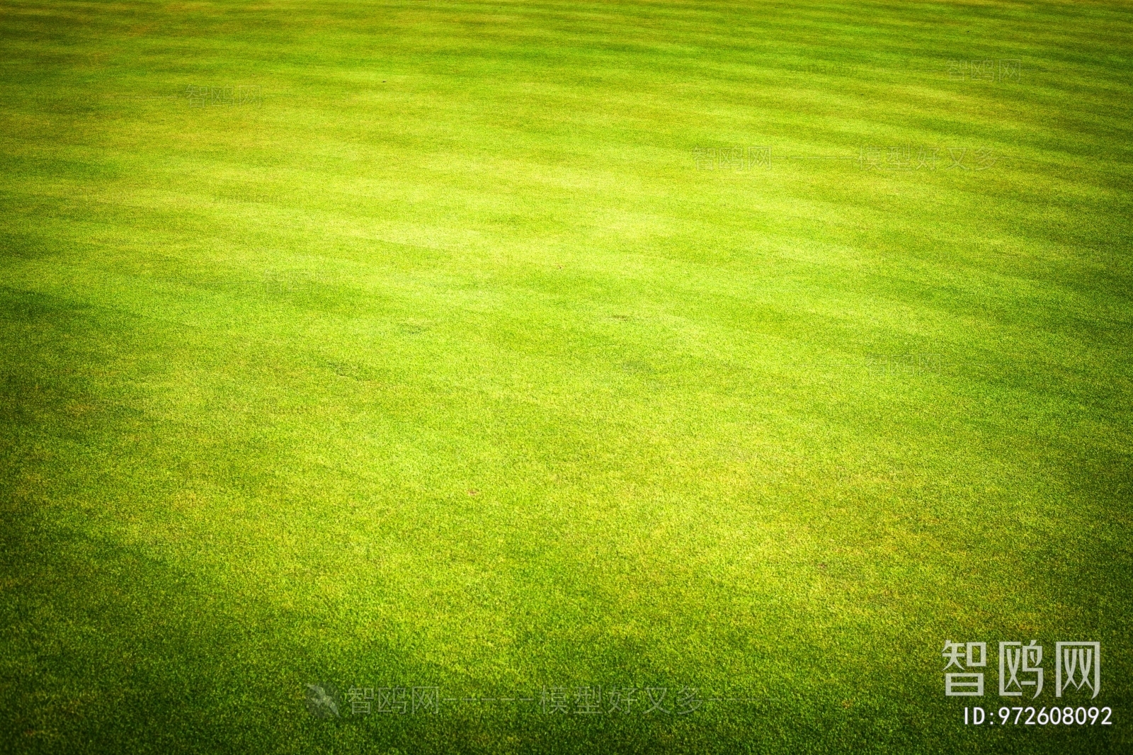 草皮地面草坪