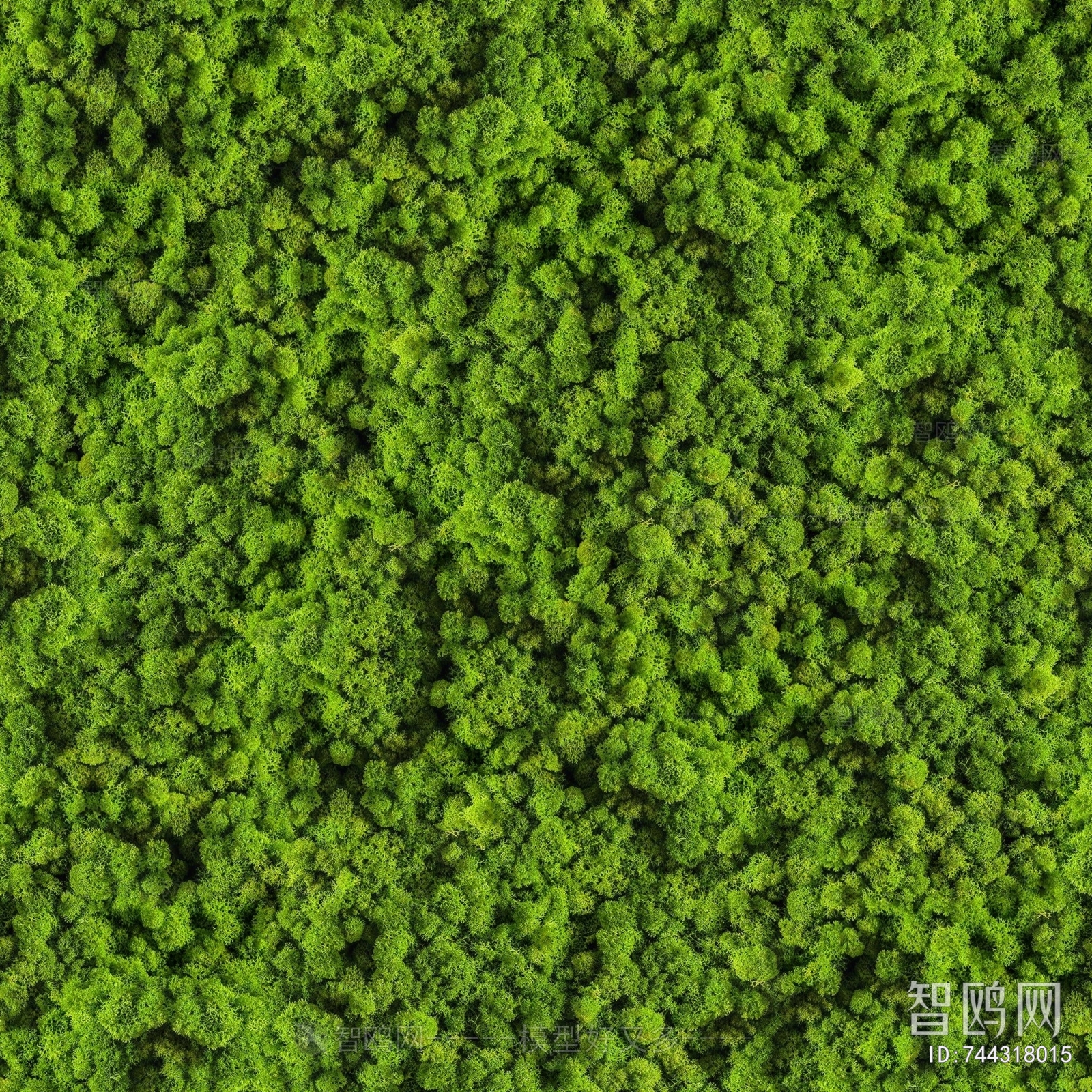 绿植球苔藓