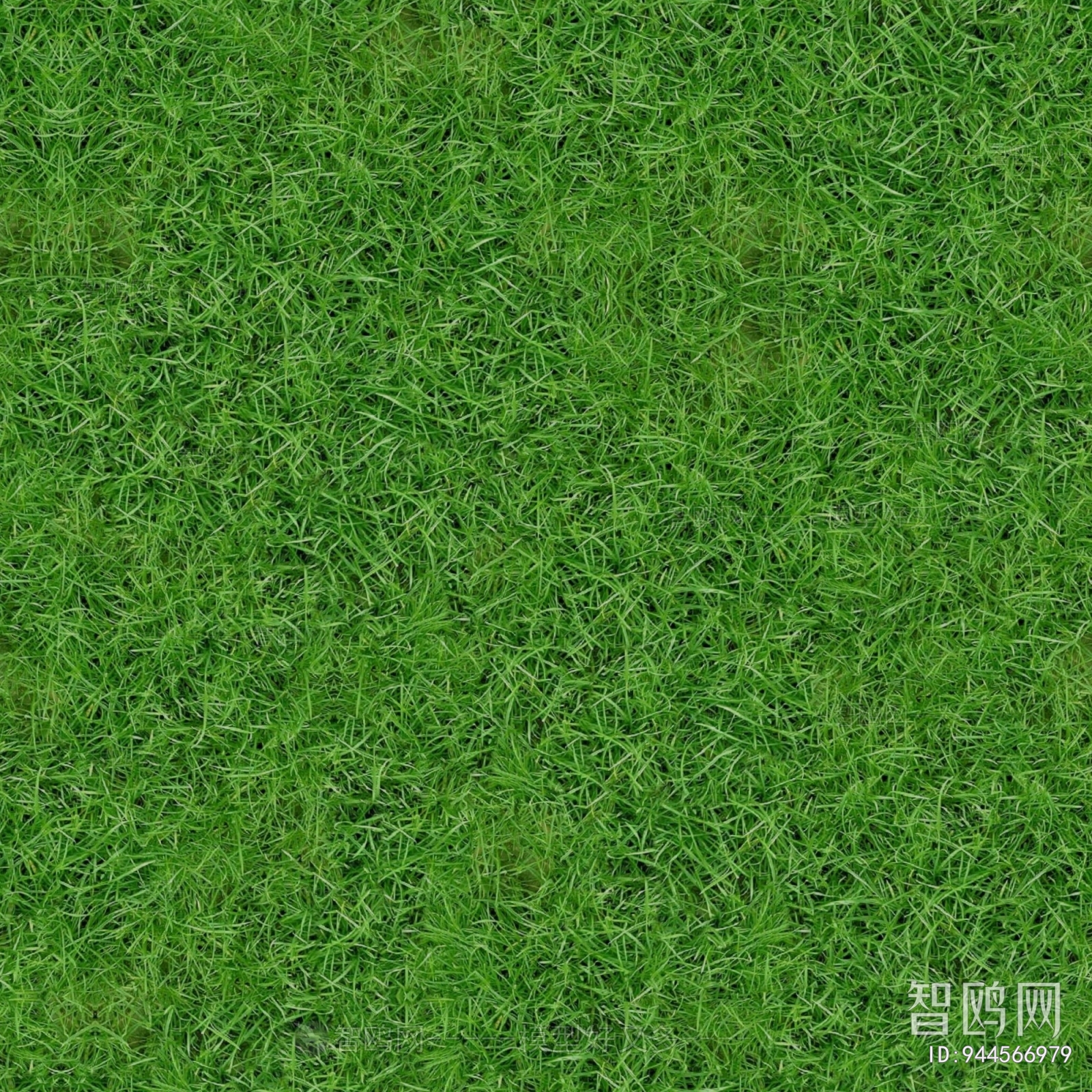 Grass