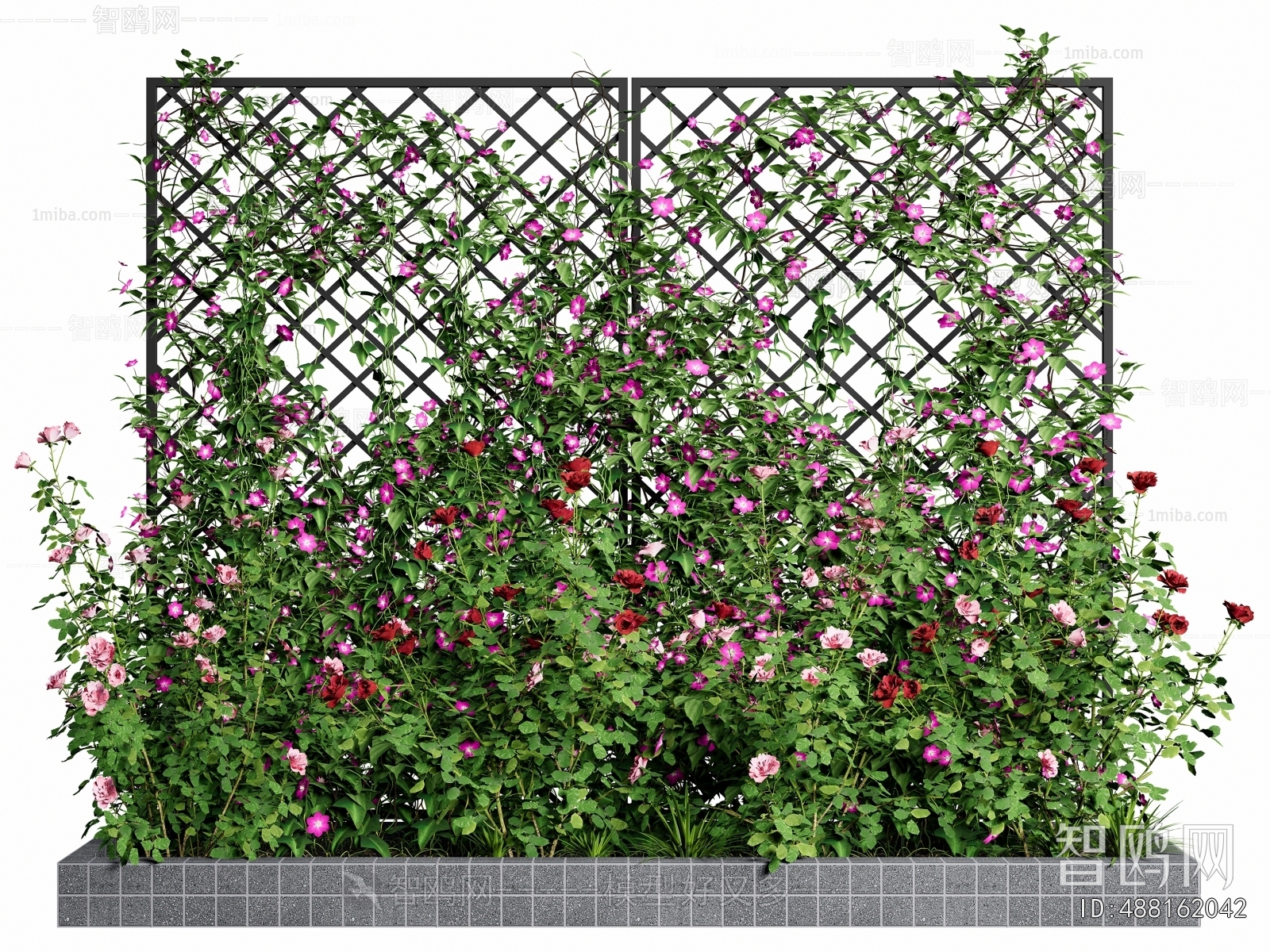 现代月季花 藤蔓植物墙
