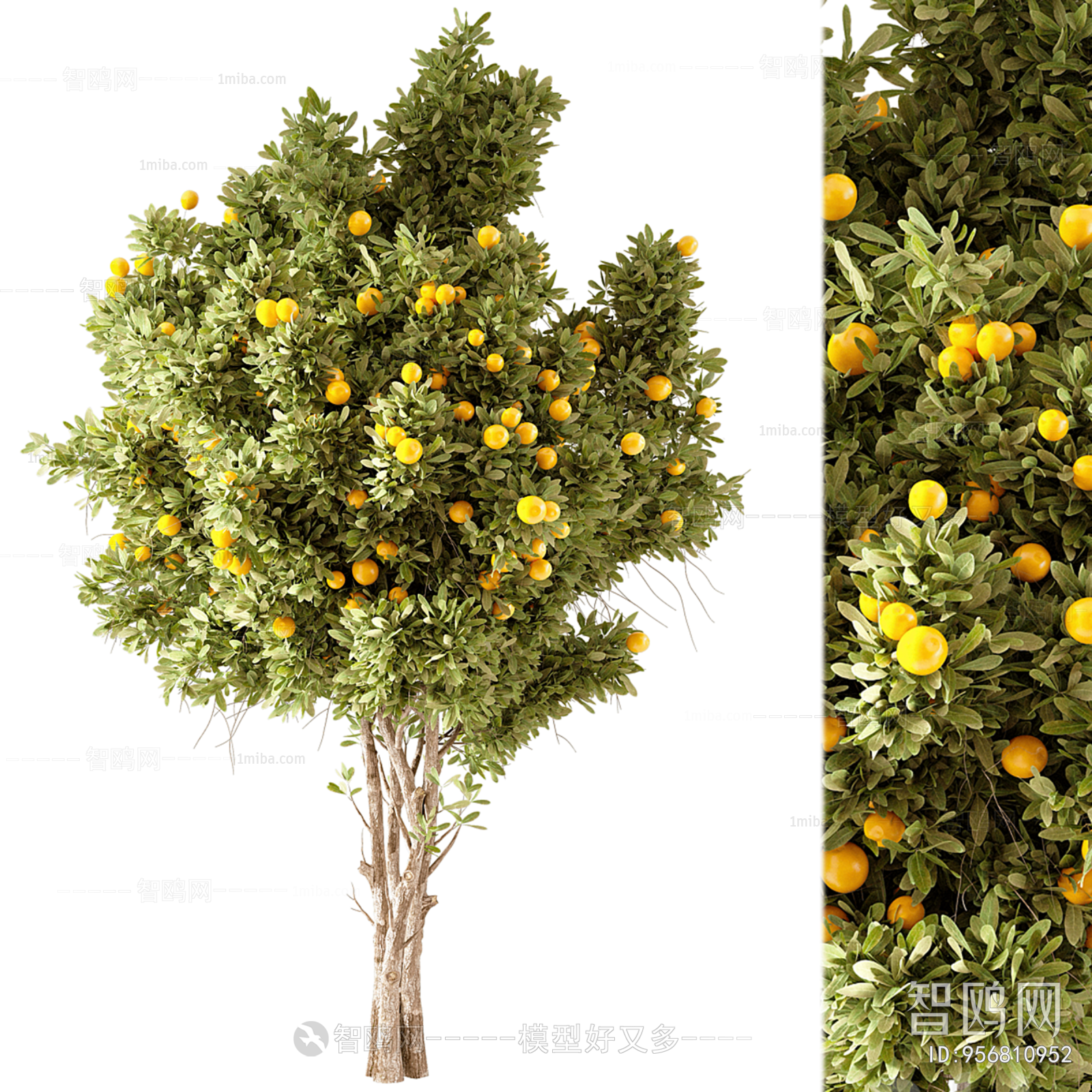 现代橘子树