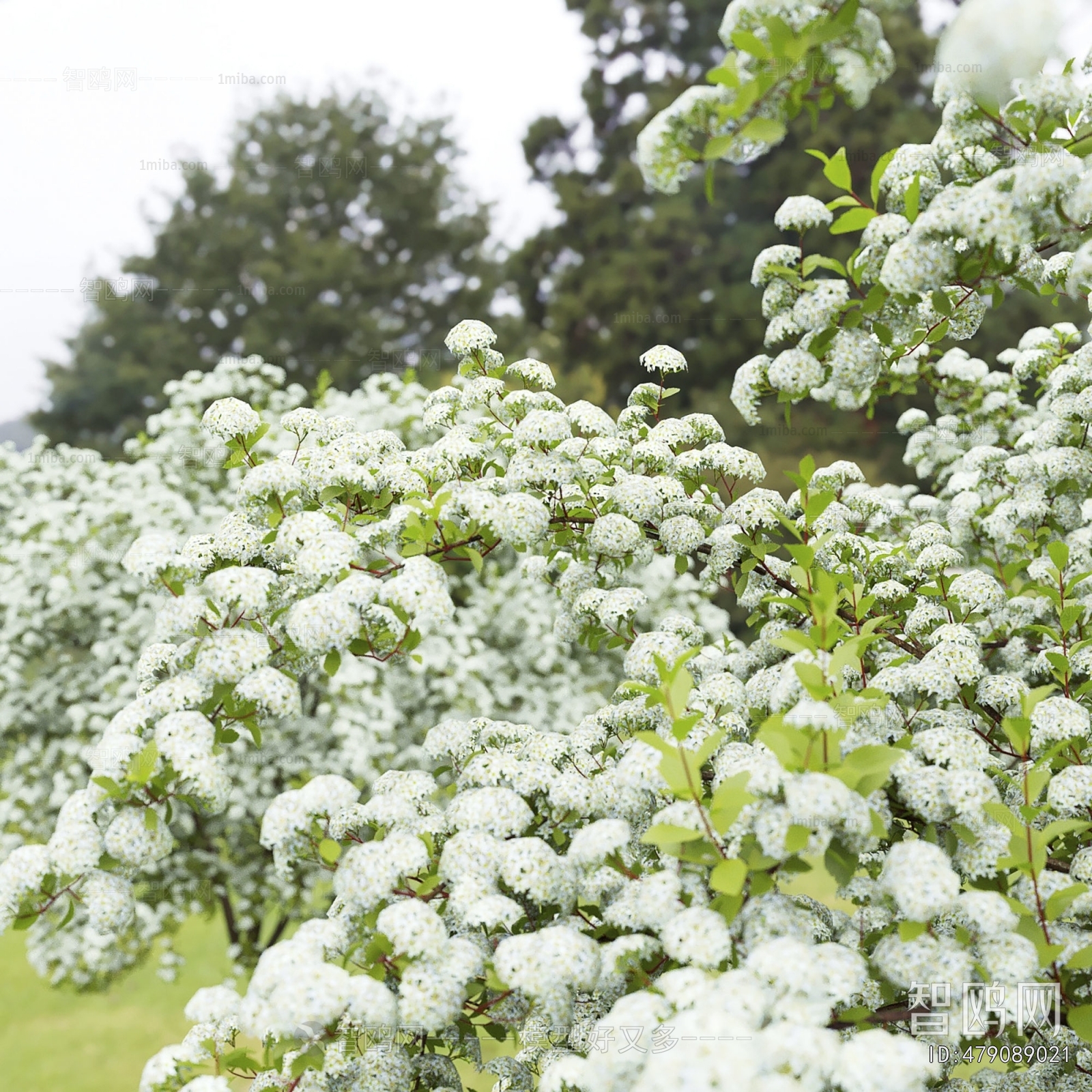 Modern Shrubbery