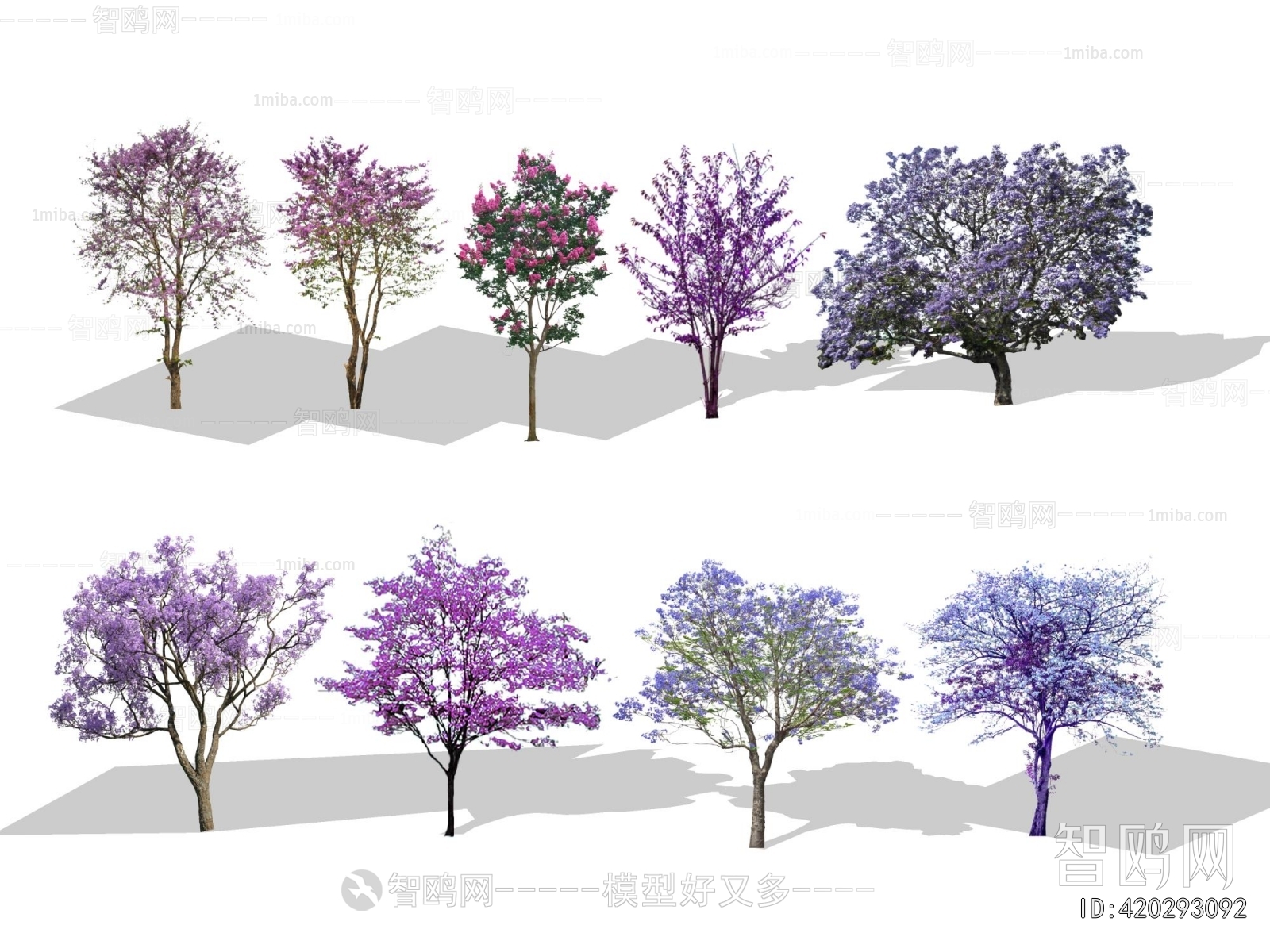 现代景观色叶树 紫荆海棠