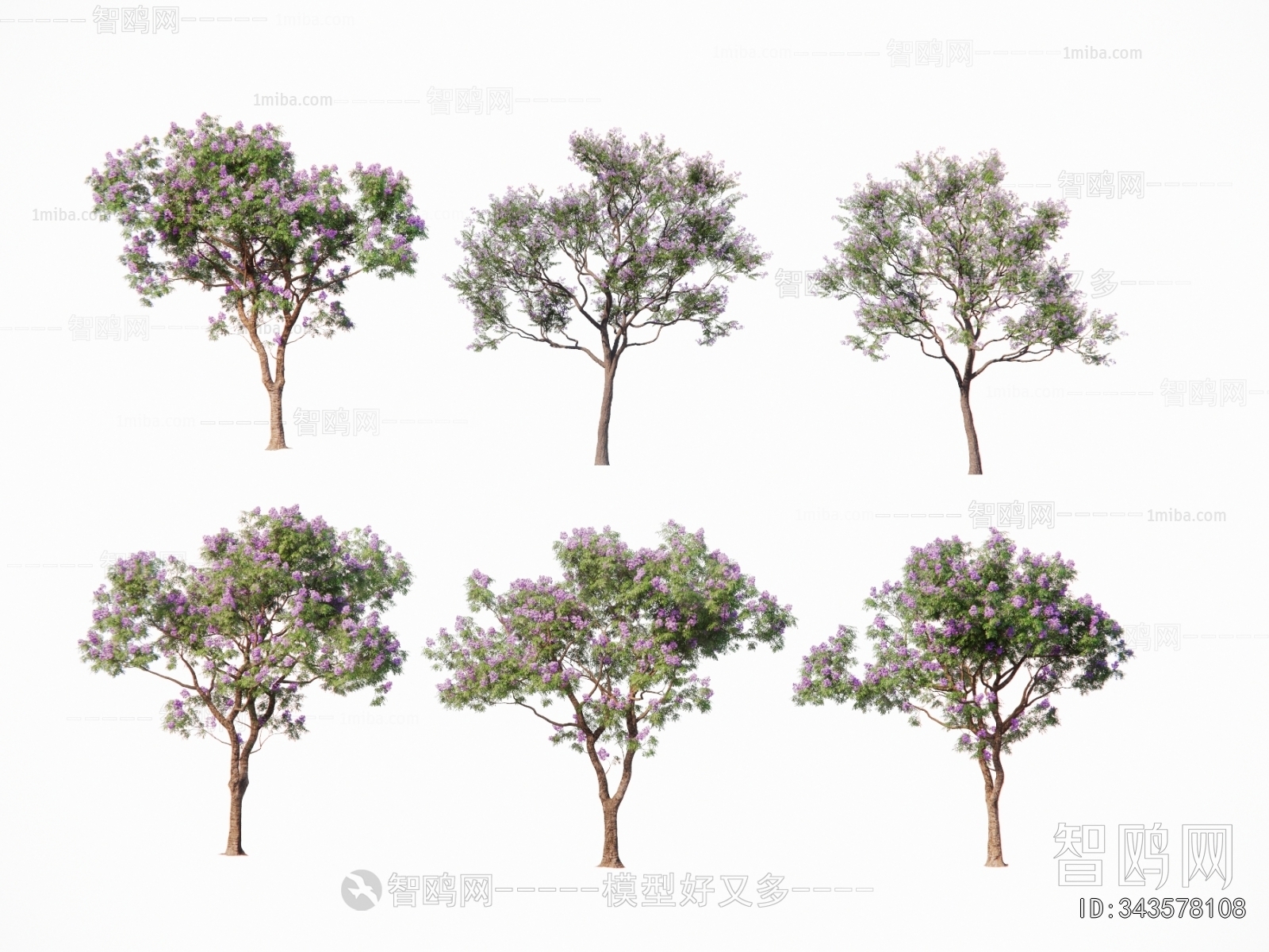 现代紫薇 景观花树