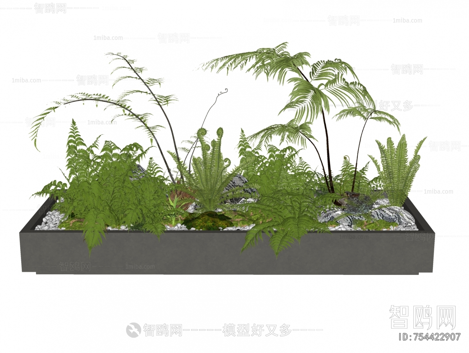 现代花箱 蕨类植物盆栽
