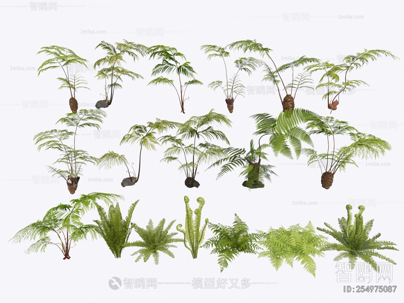 现代蕨类植物盆栽