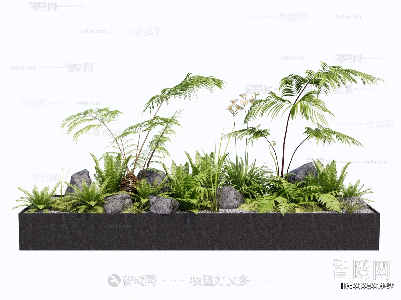 现代花箱 蕨类植物盆栽