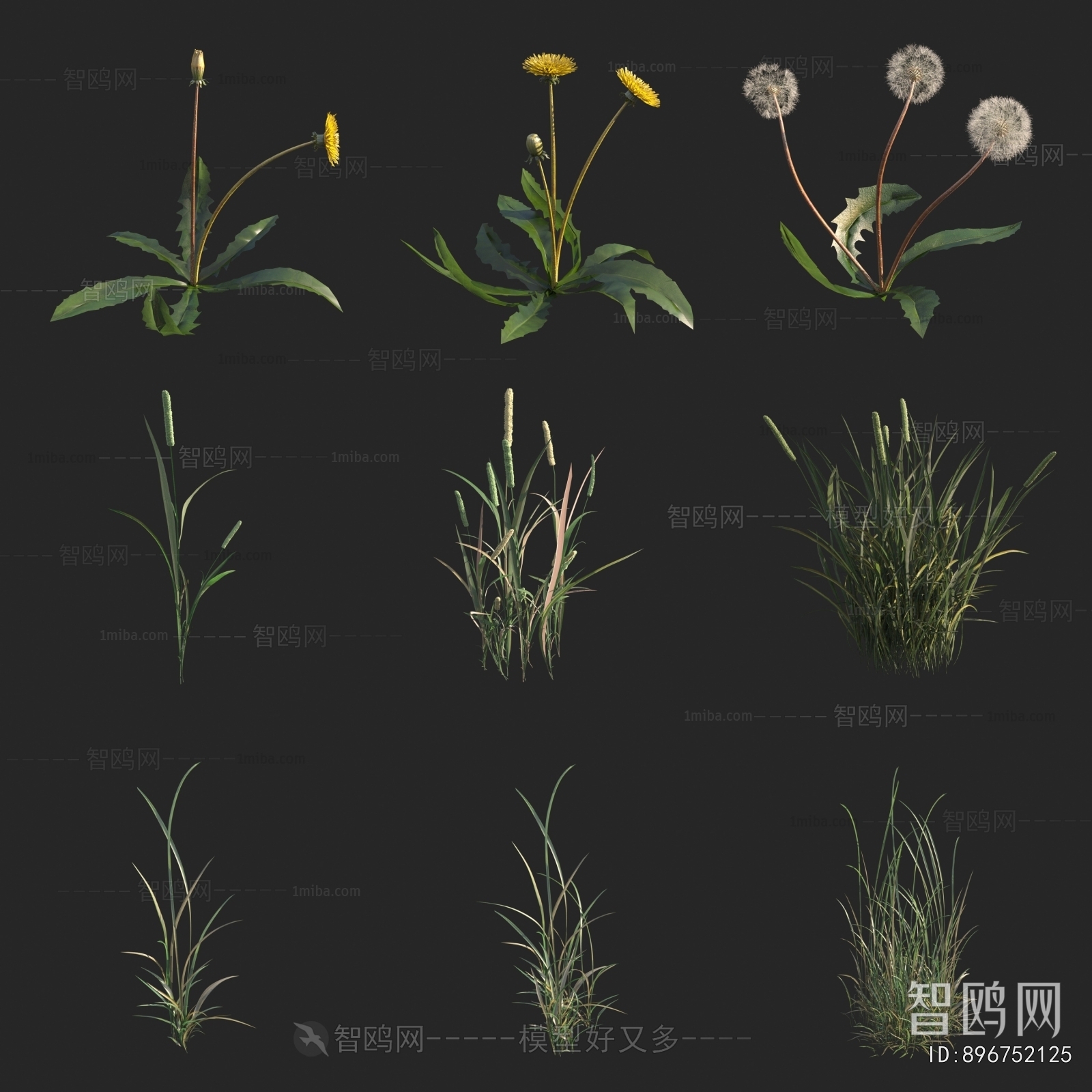 现代蒲公英 棒槌 花草