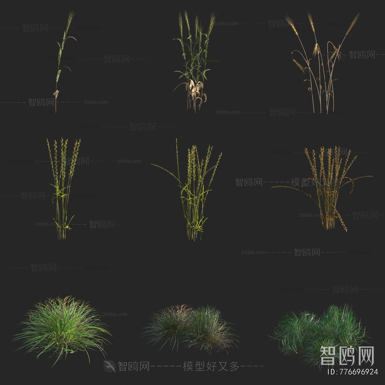 现代麦子 黑麦草 马兰草银须草