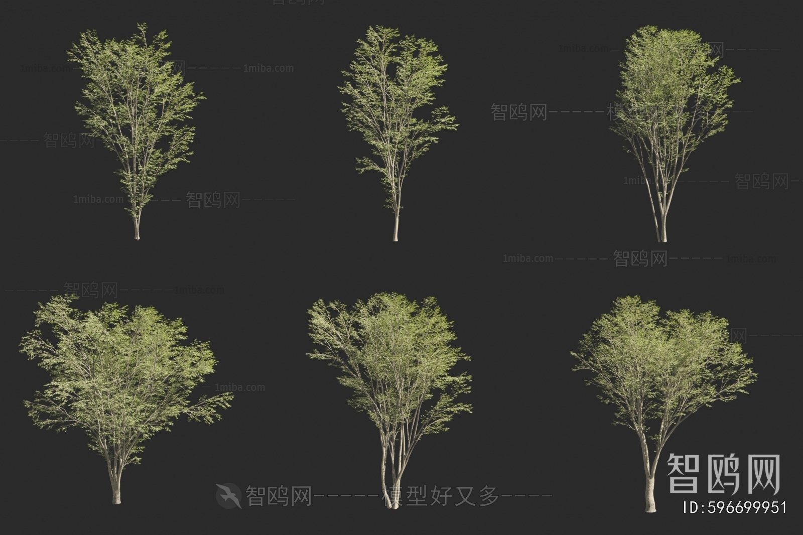 现代鹅耳枥 桦木树