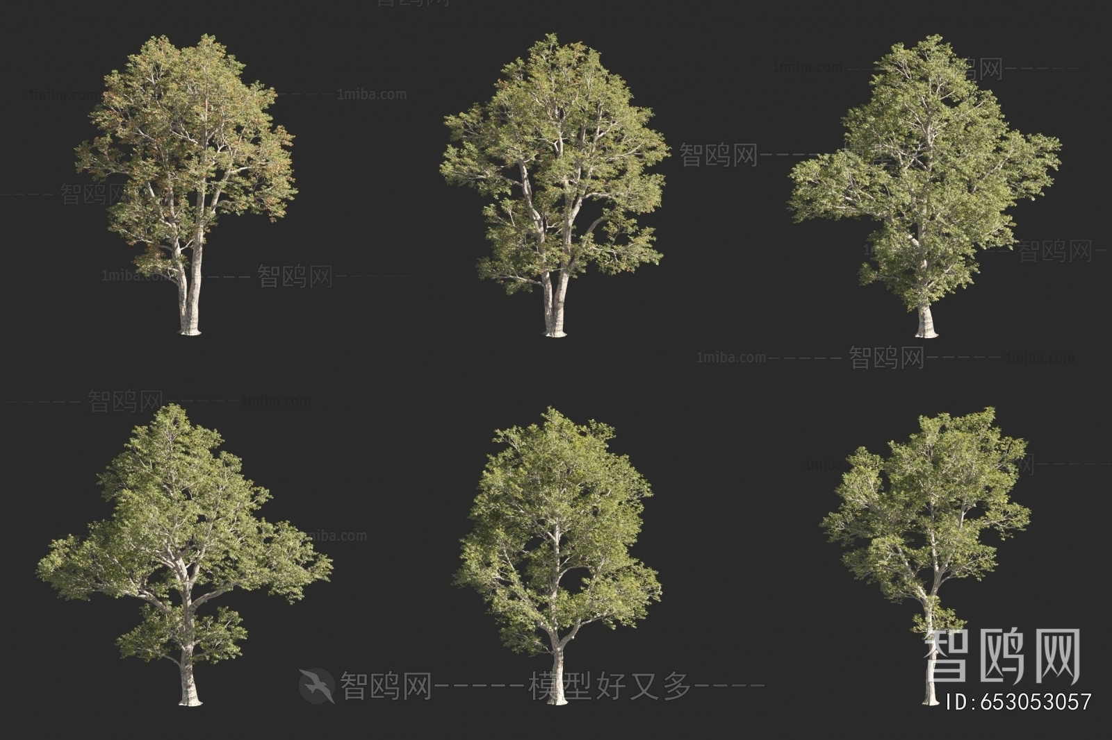 现代栎树 景观树