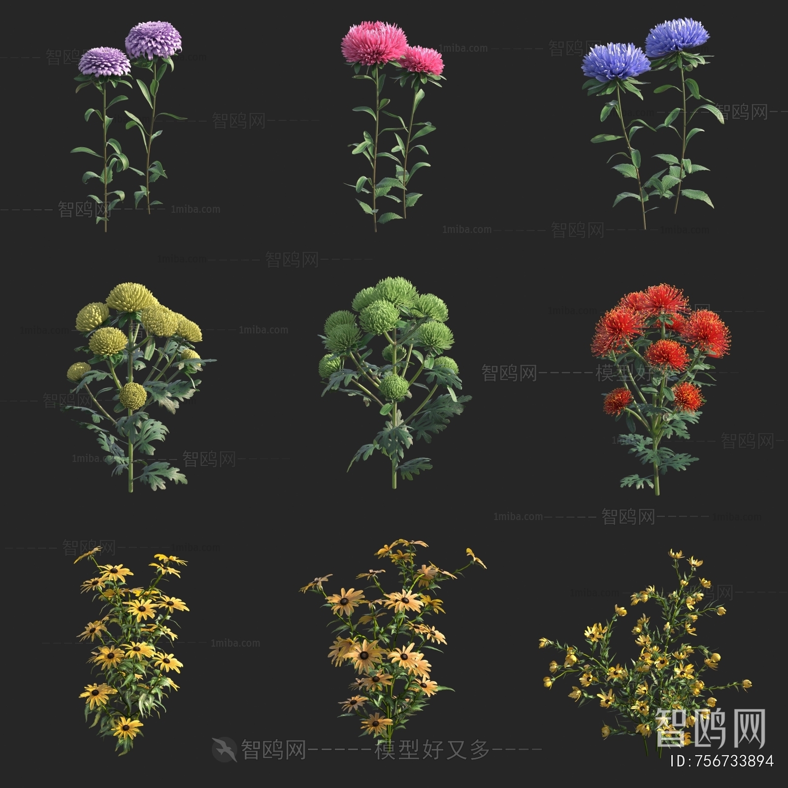 现代菊花 花草