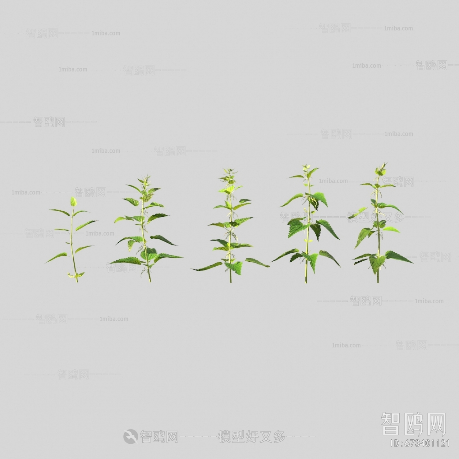 现代荨麻野花野草