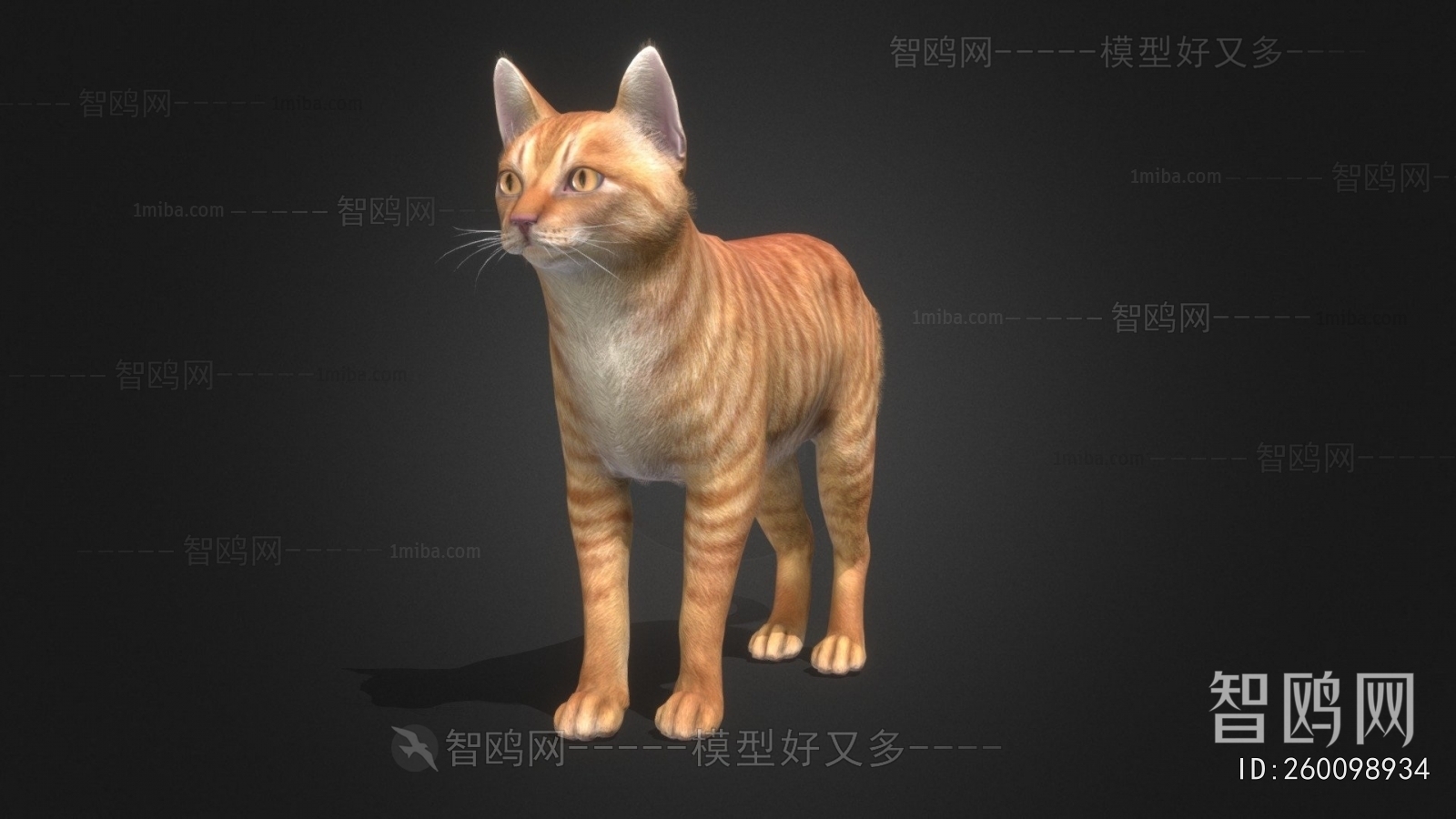 现代家猫