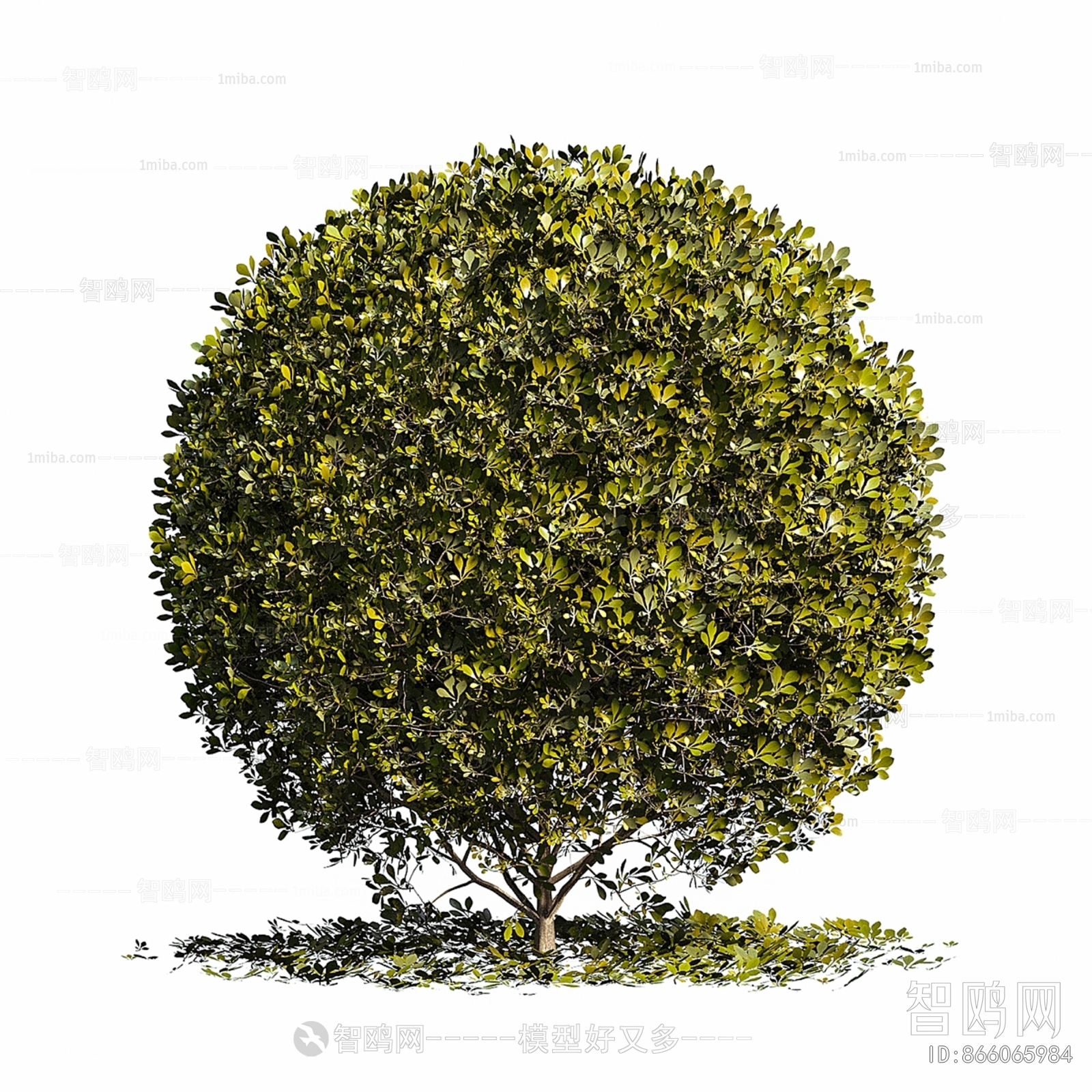 Modern Shrubbery