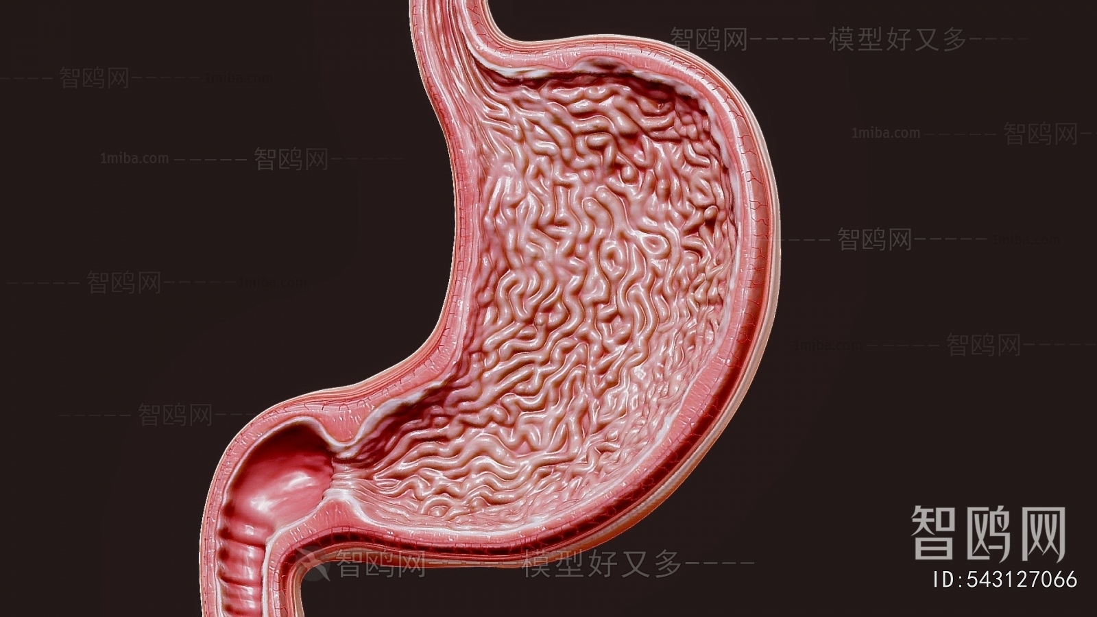 现代胃医学解剖