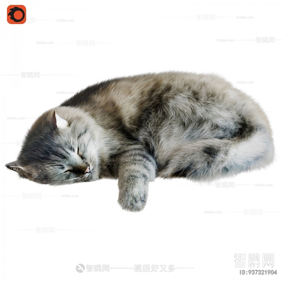 现代宠物猫