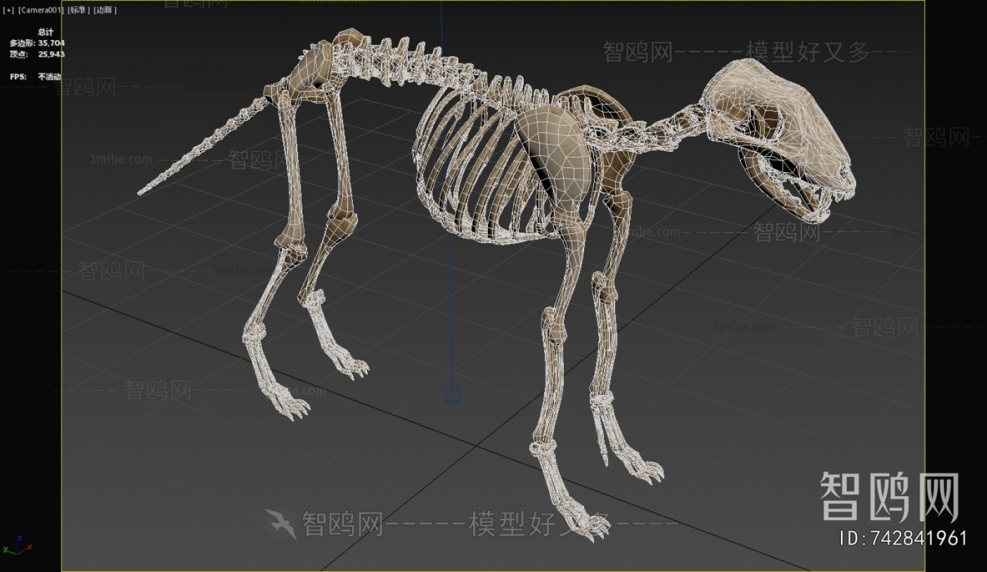 现代骨狼化石