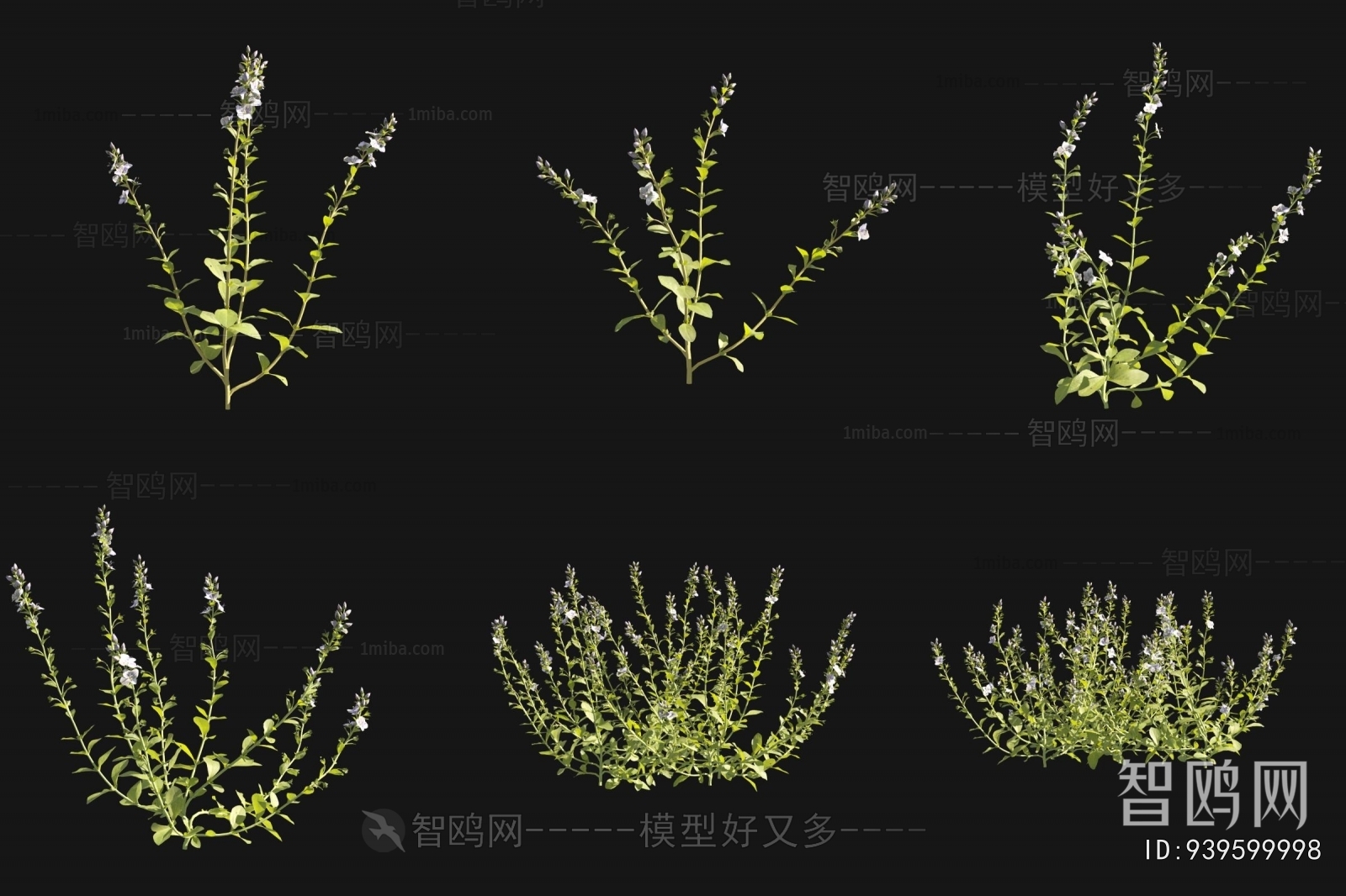 现代小婆婆纳花草