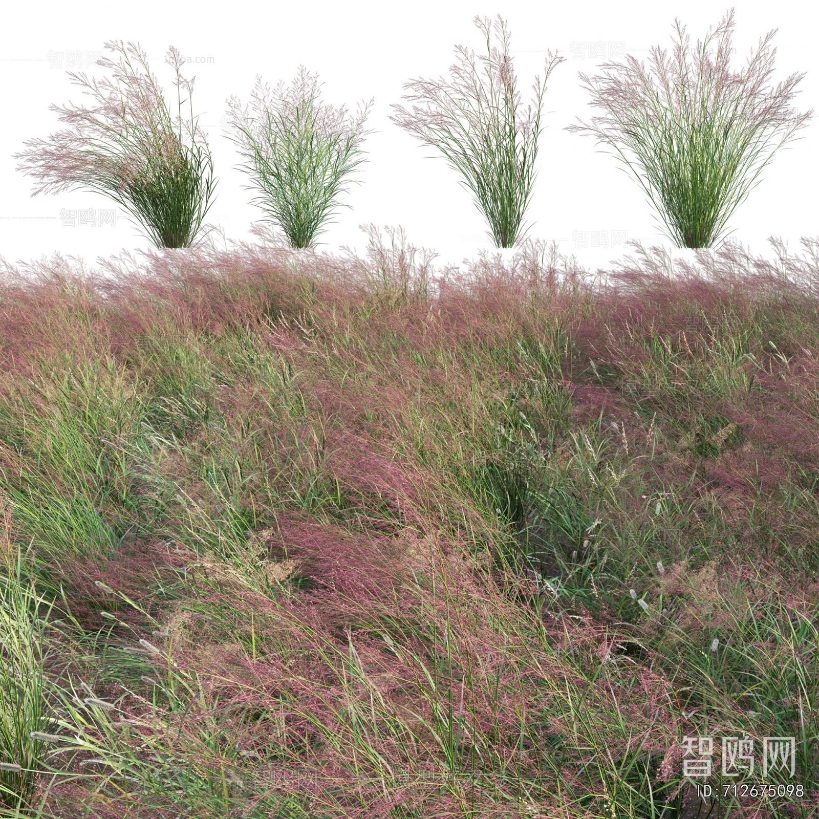 现代芦苇野草 野花