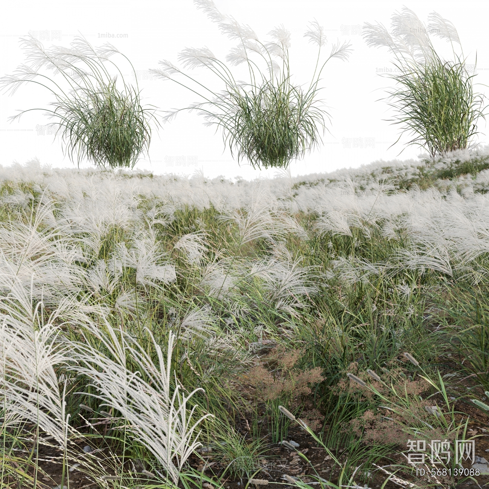 现代芦苇野草 野花