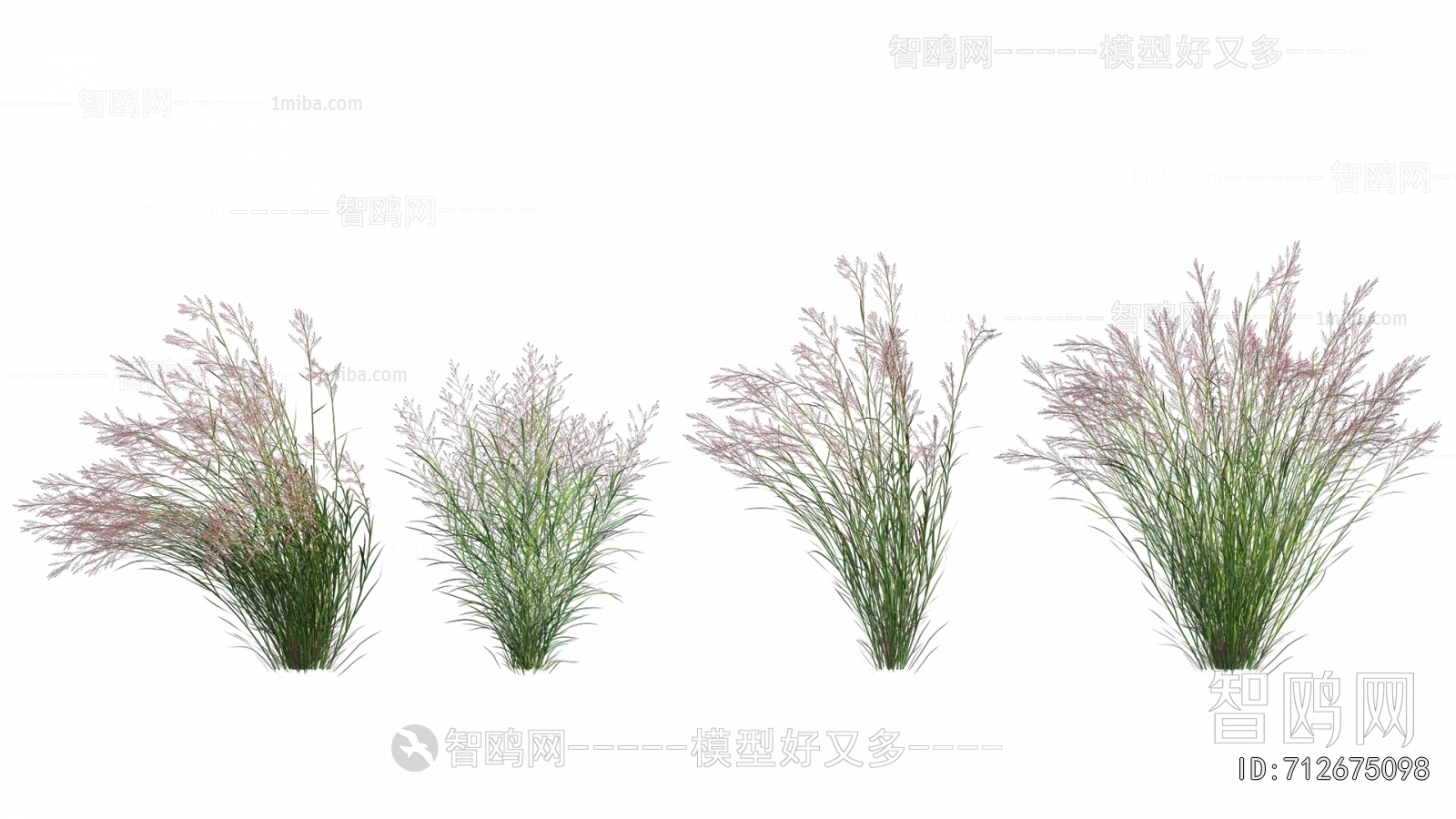 现代芦苇野草 野花