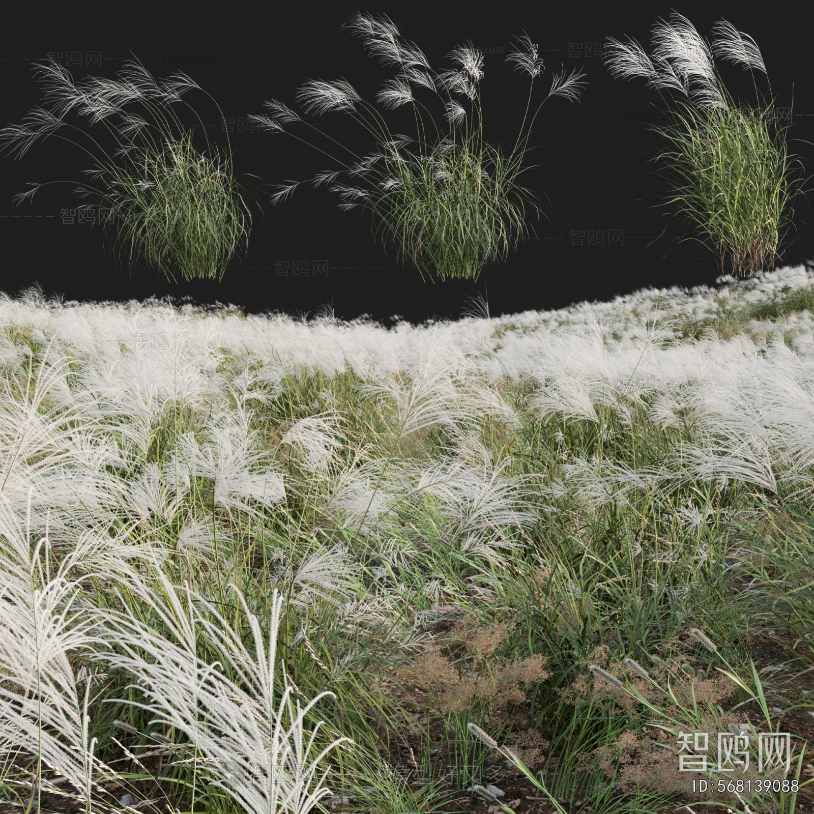 现代芦苇野草 野花