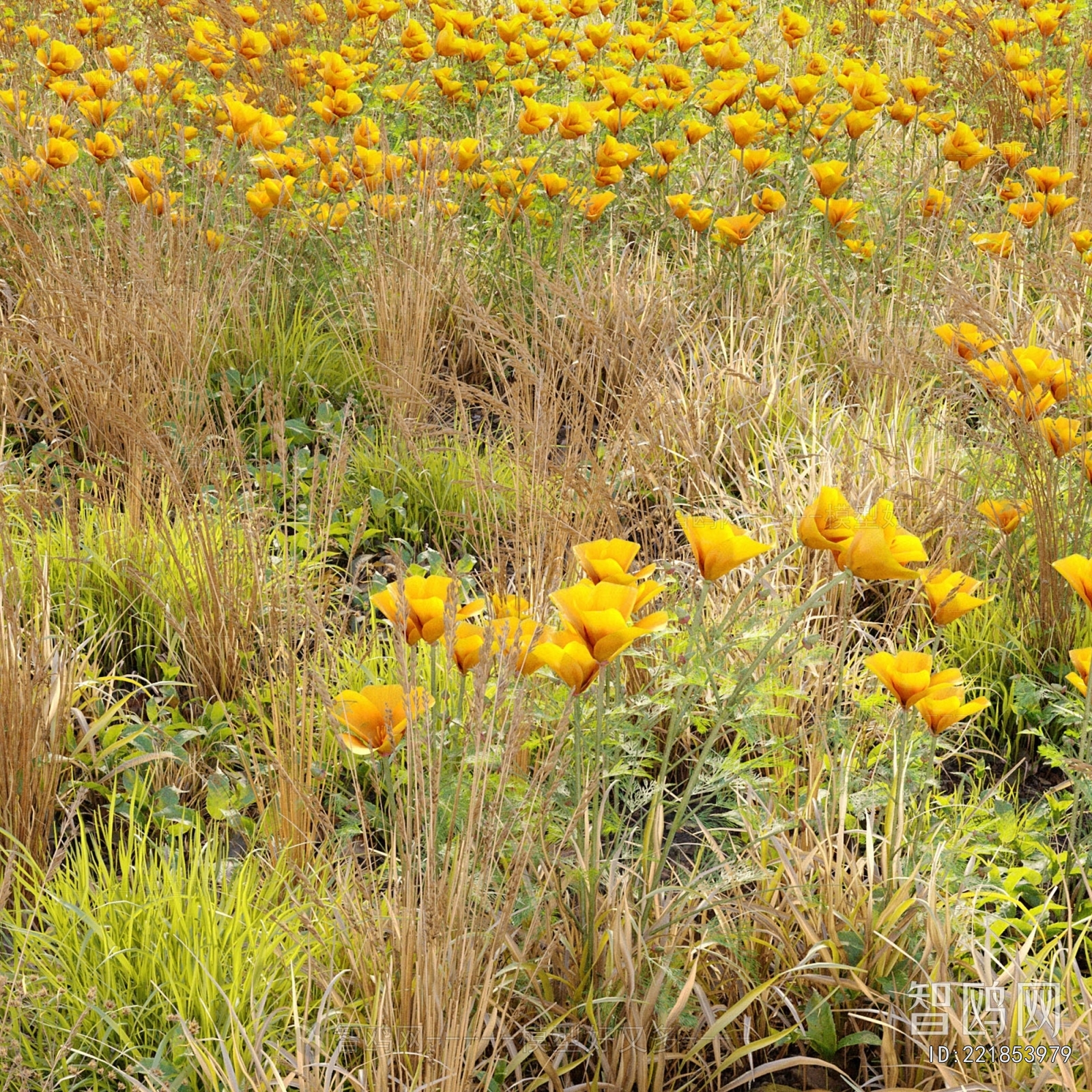 Modern Flowers And Grass