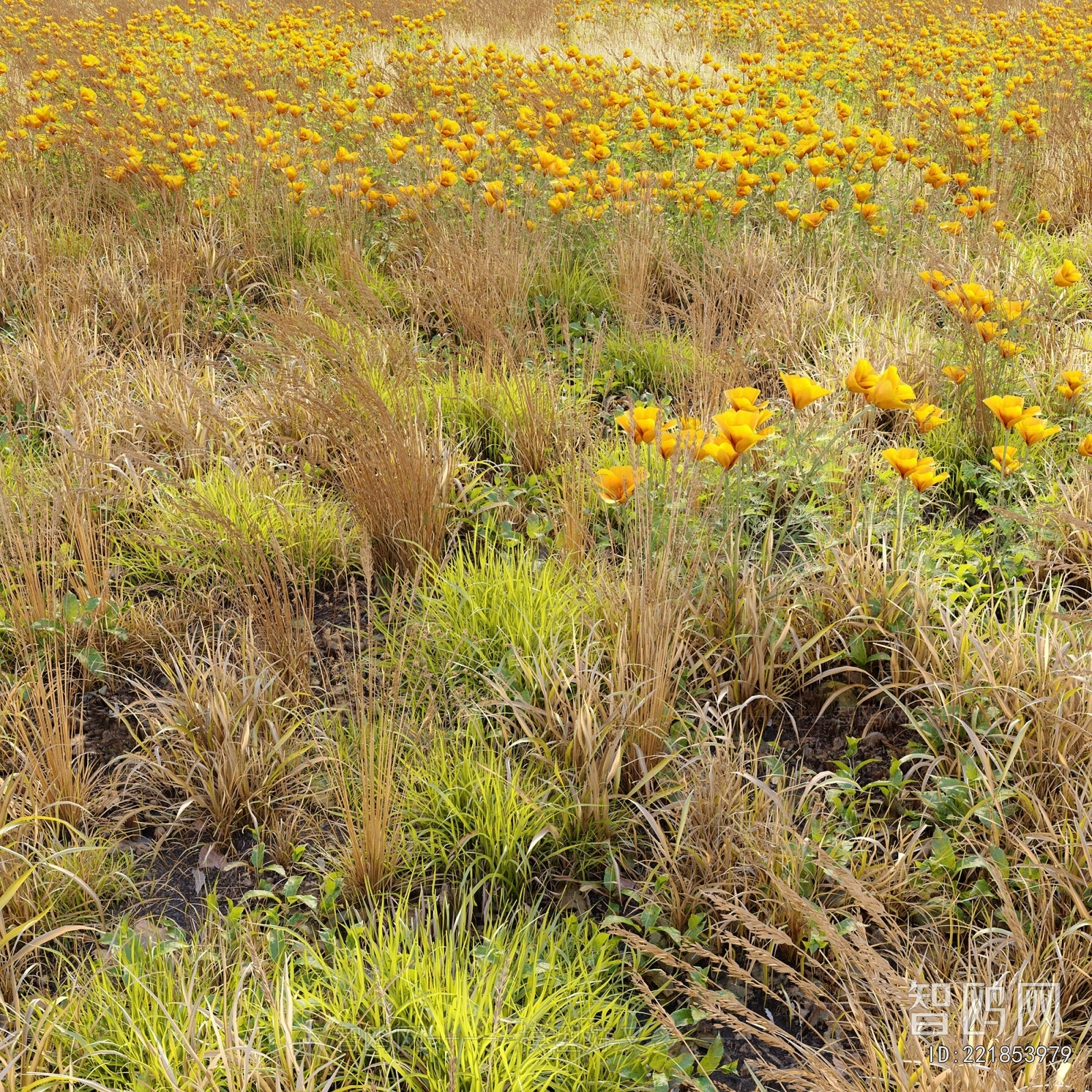 Modern Flowers And Grass