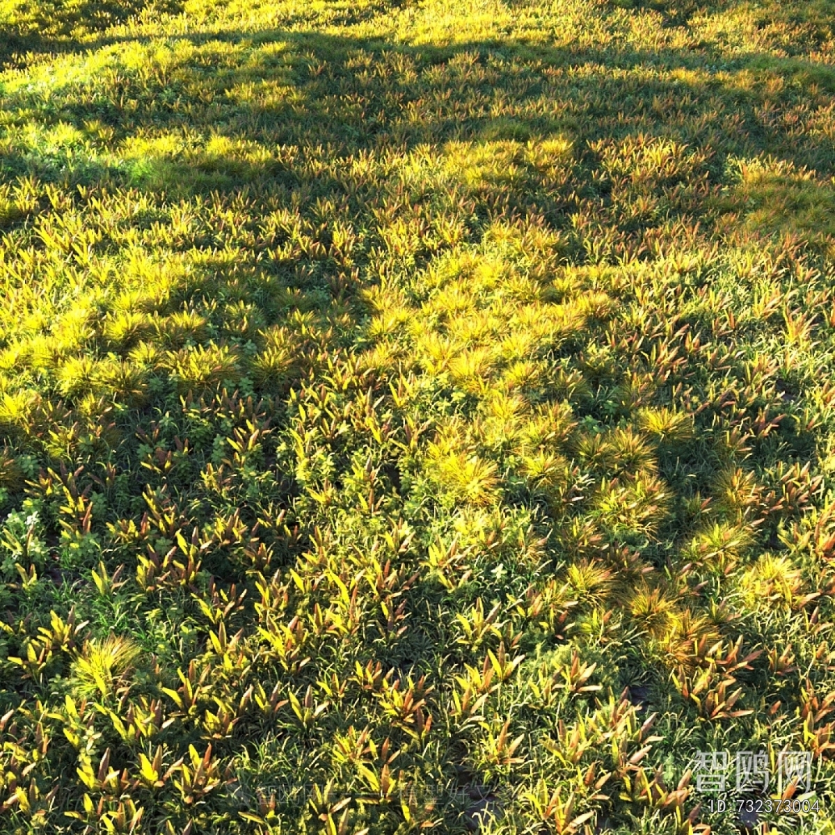 现代草地 草坪 野草