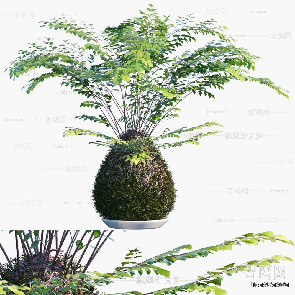 Modern Shrubbery