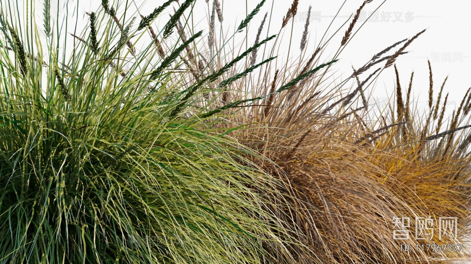 Modern Flowers And Grass