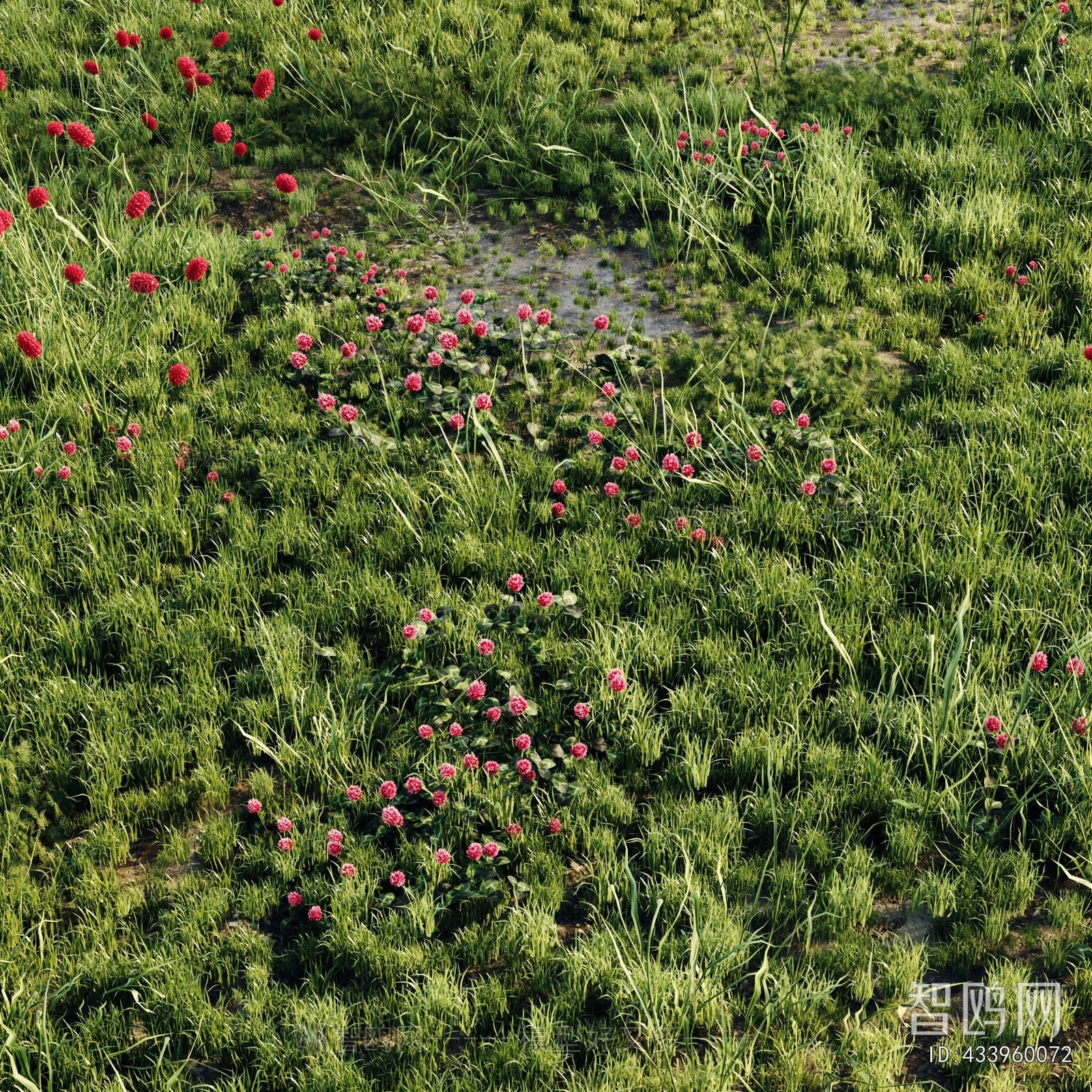 Modern Flowers And Grass