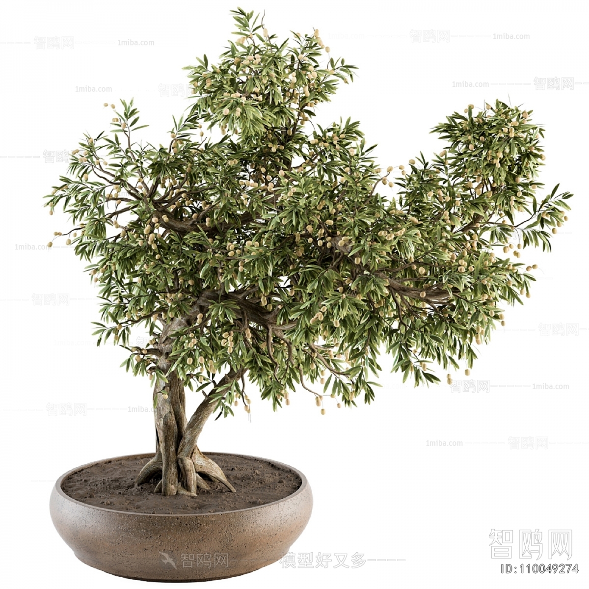 Modern Bonsai