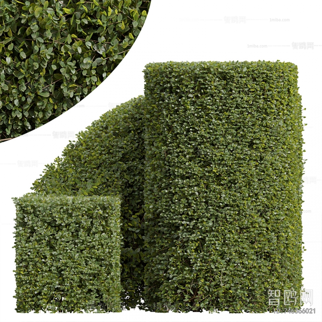 Modern Shrubbery