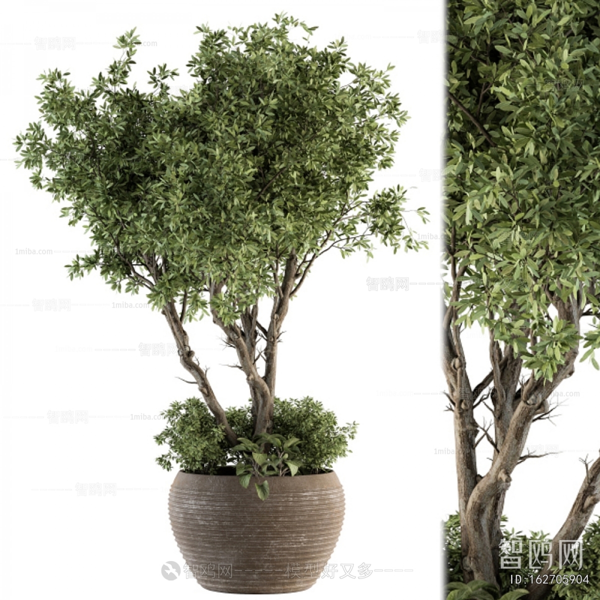 Modern Ground Green Plant Potted Plants