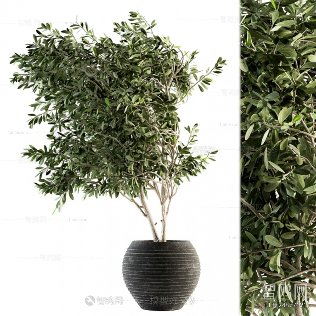 Modern Ground Green Plant Potted Plants