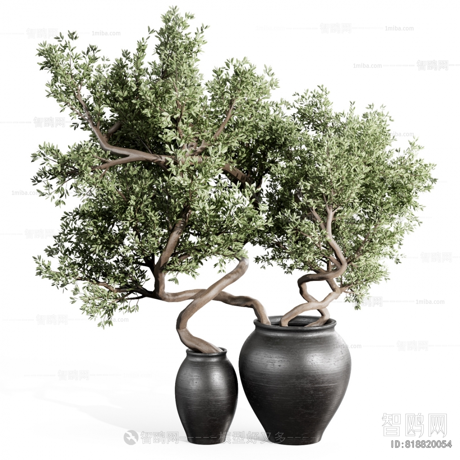 Modern Bonsai