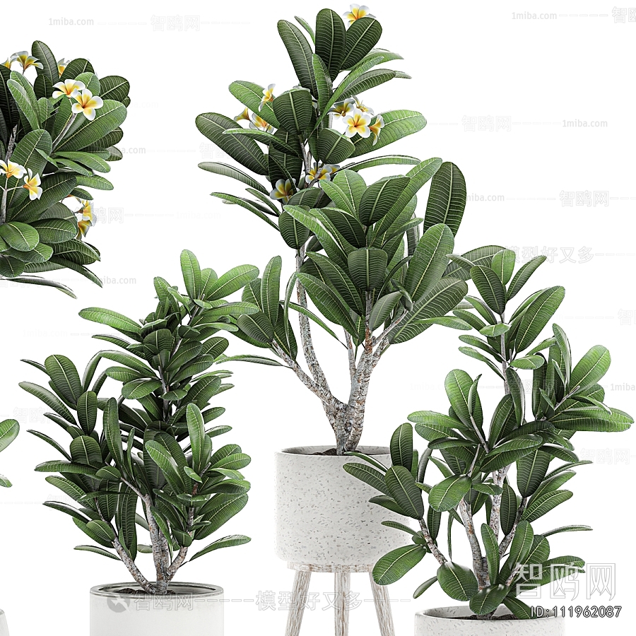 Modern Ground Green Plant Potted Plants