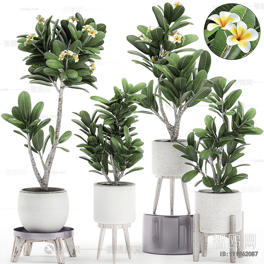 Modern Ground Green Plant Potted Plants