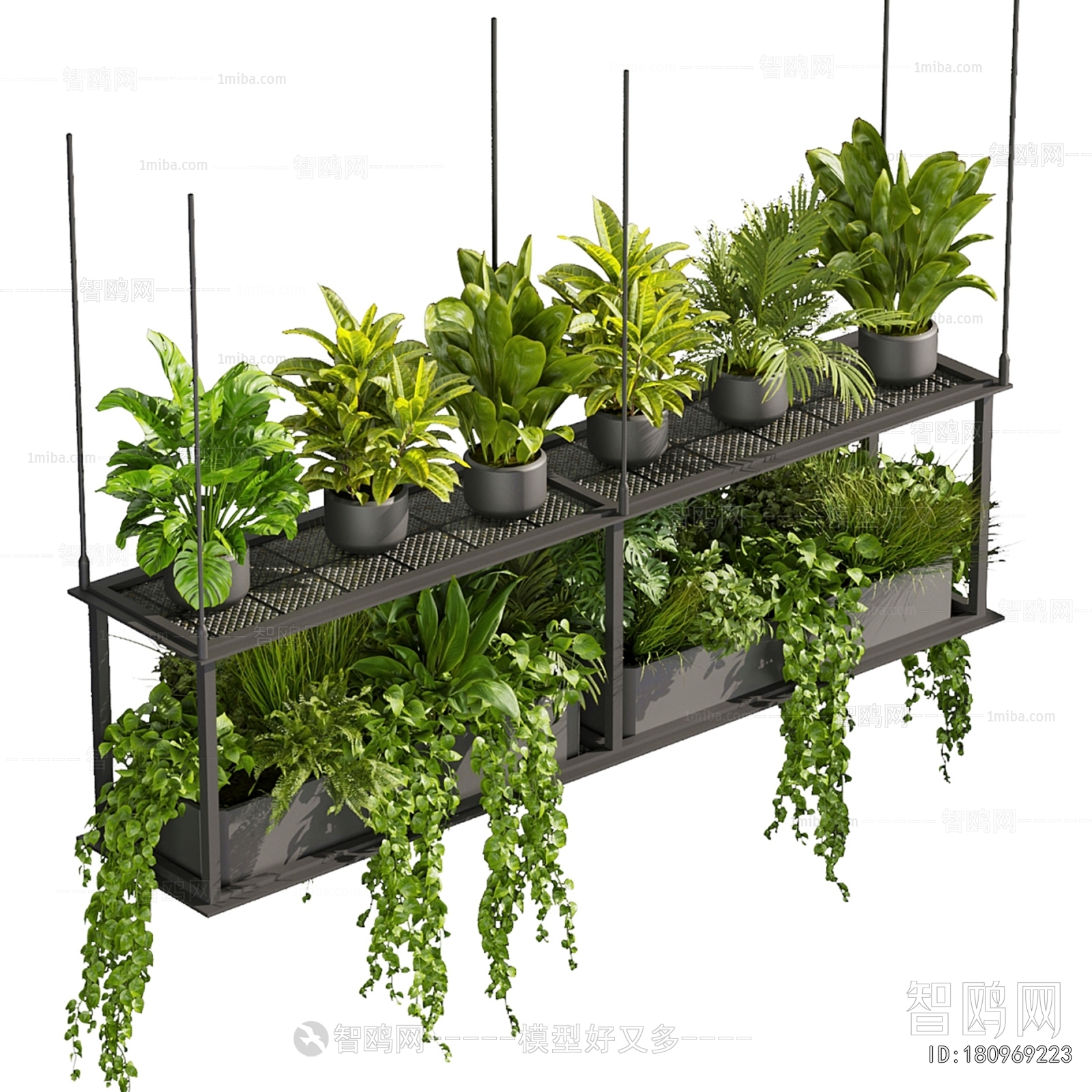 Modern Chlorophytum Comosum