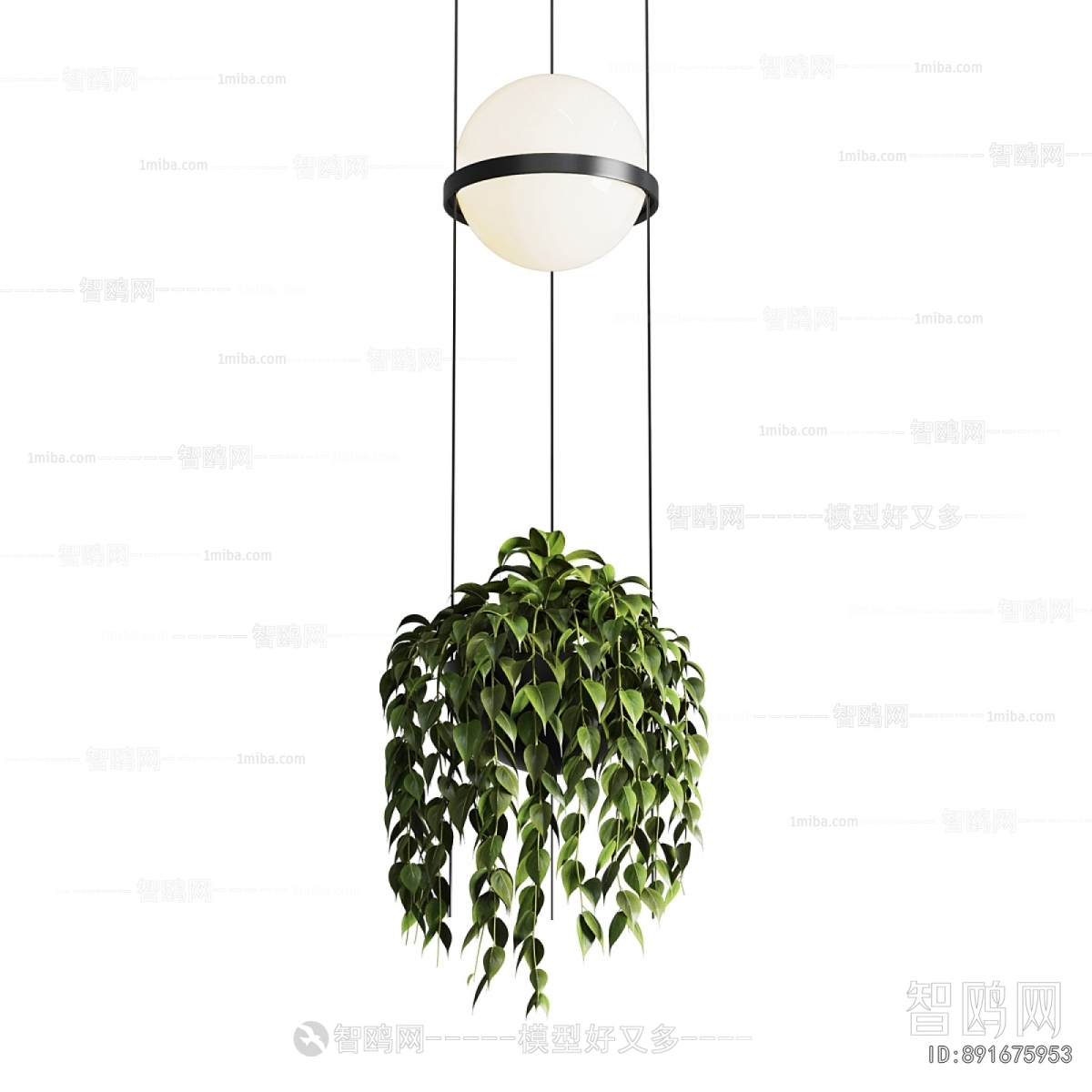 Modern Chlorophytum Comosum