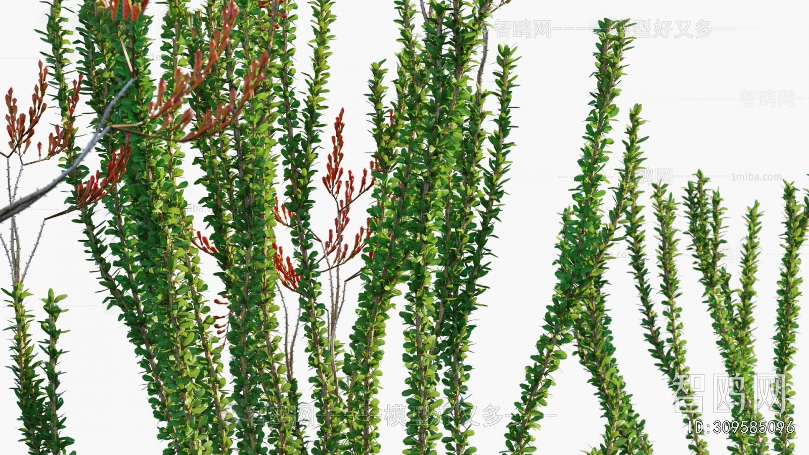 Modern Flowers And Grass